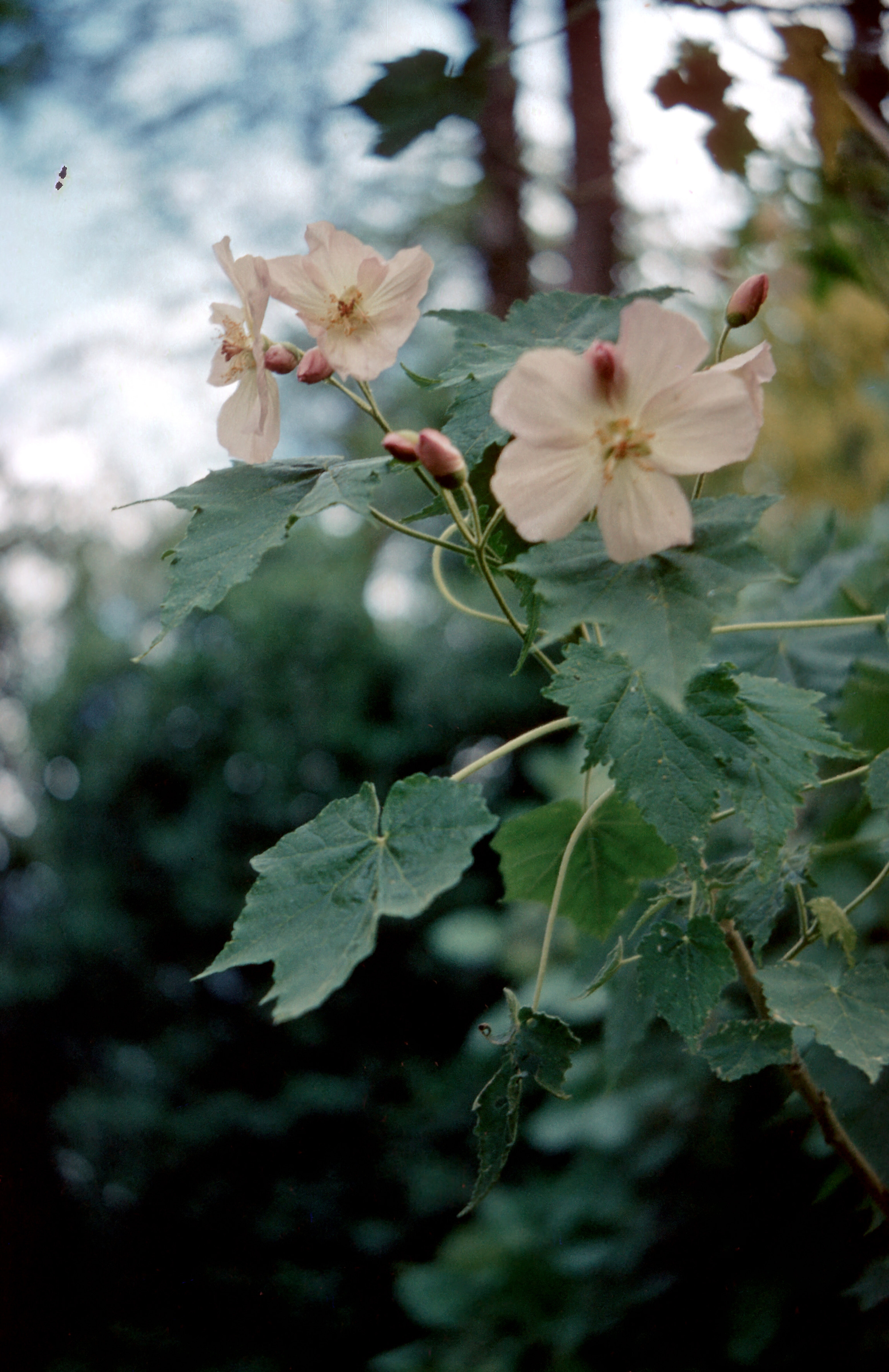 Abutilon vitifolium