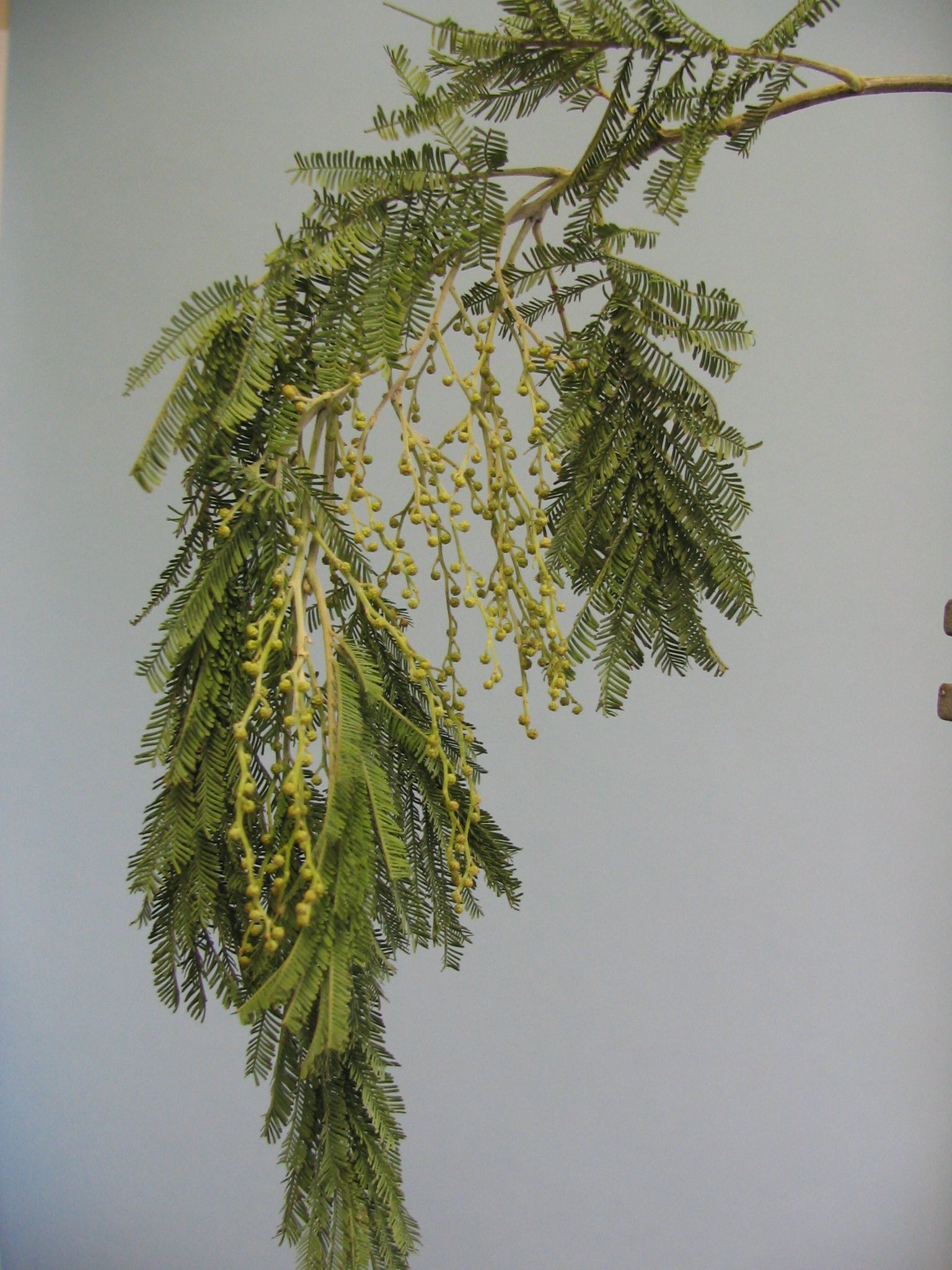 Acacia dealbata 1