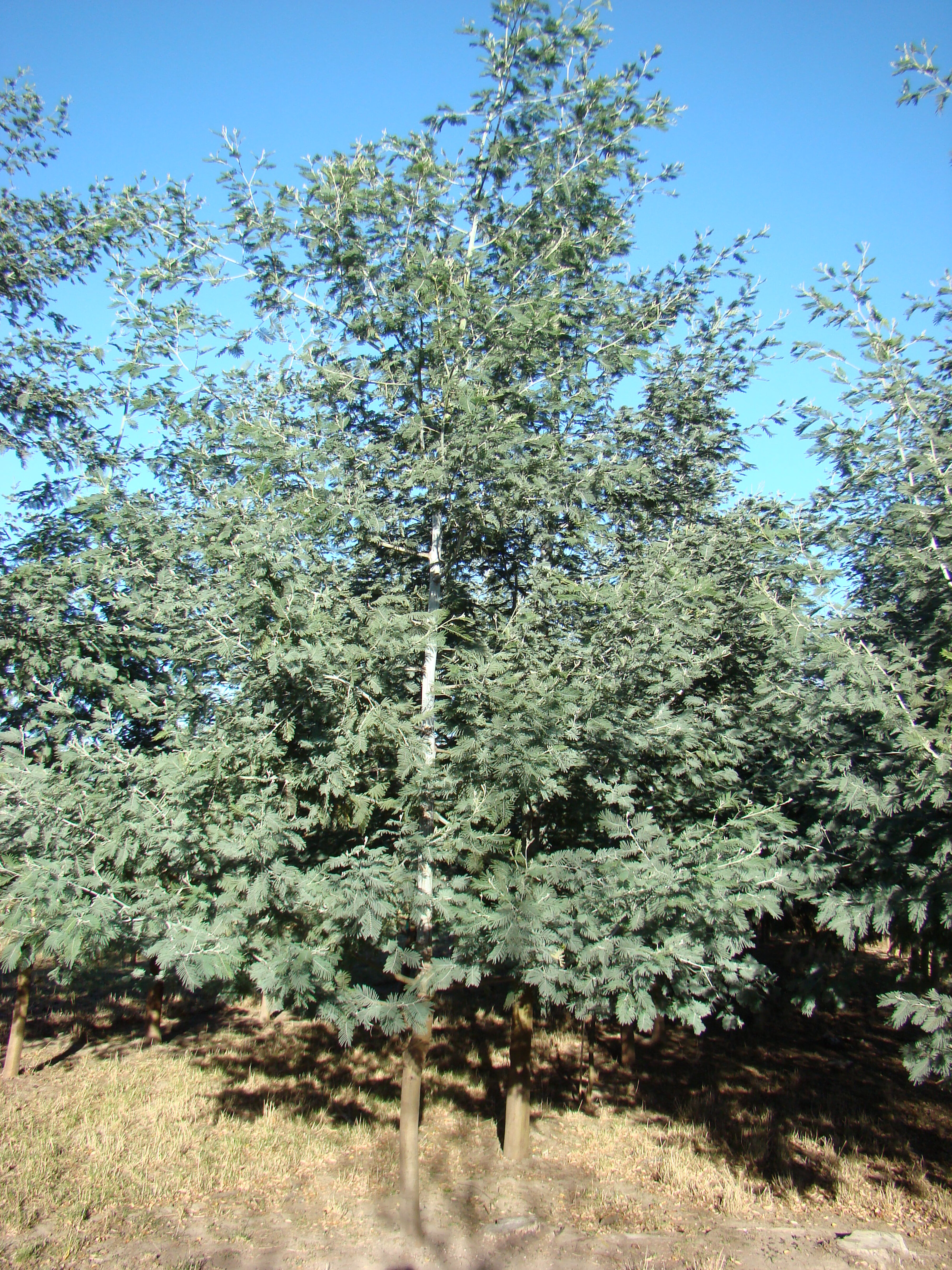 Acacia dealbata 2