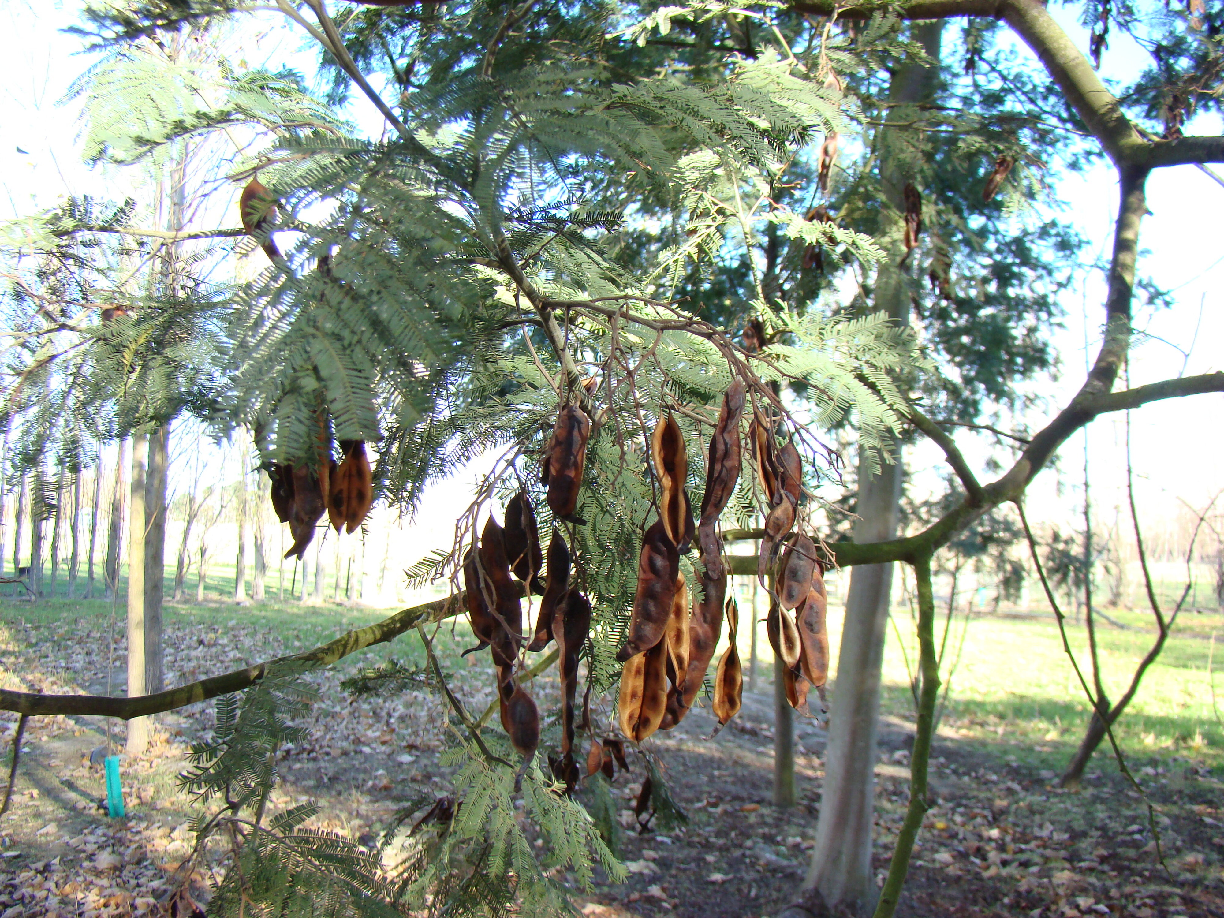 Acacia dealbata 4
