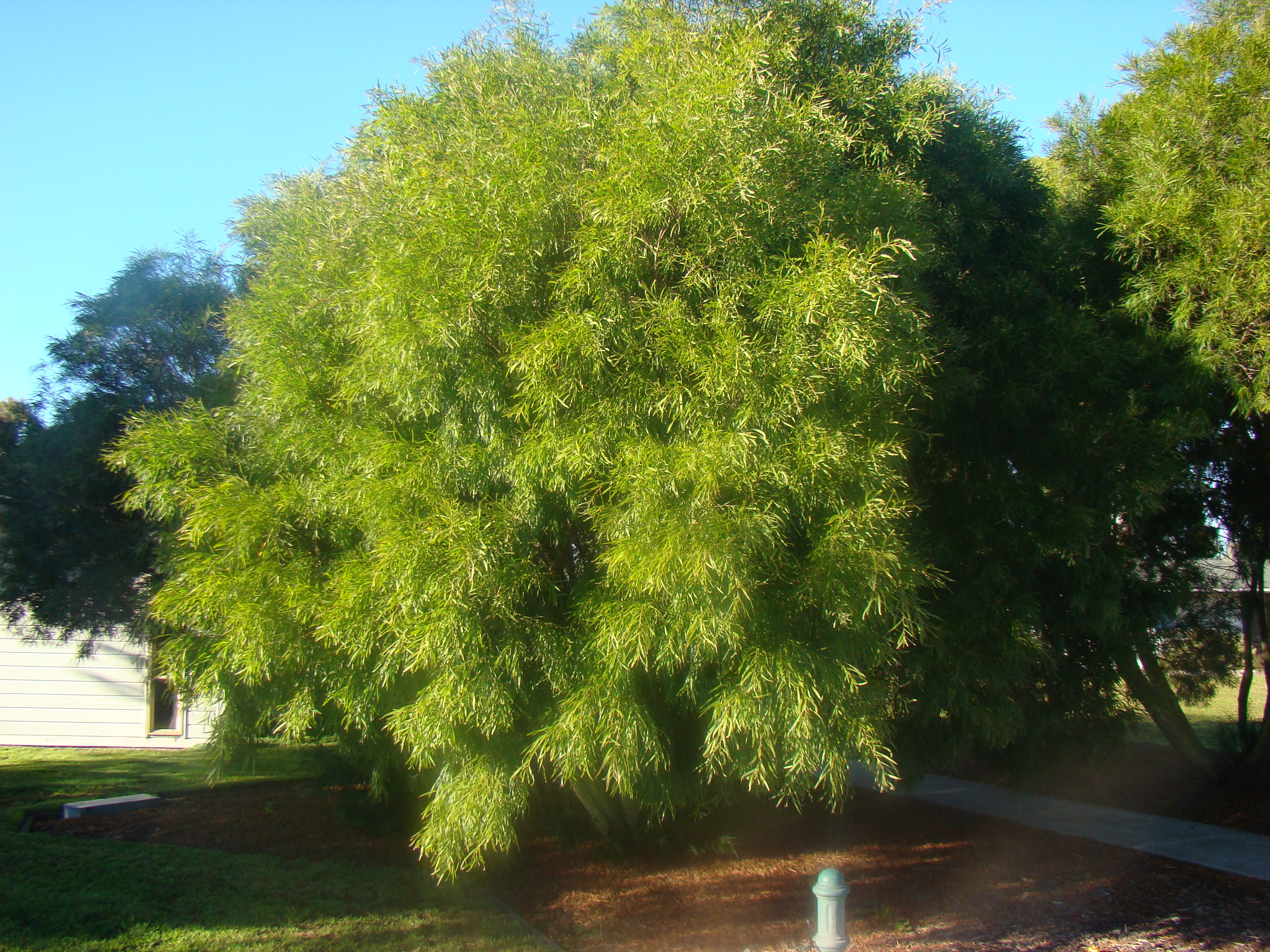 Acacia floribunda 2