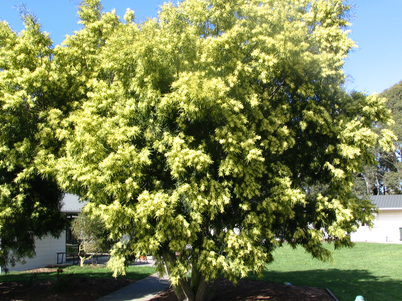 Acacia longiflora 2