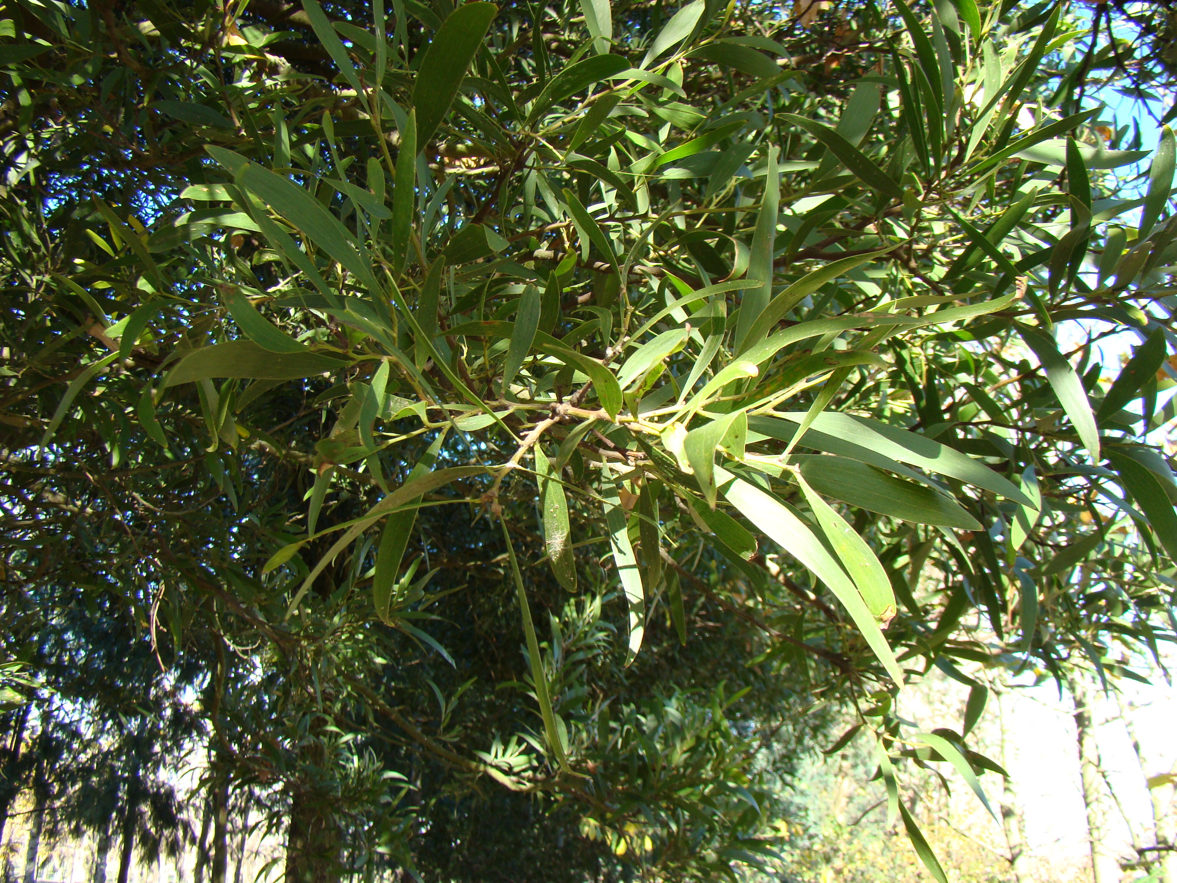 Acacia melanoxylon 1