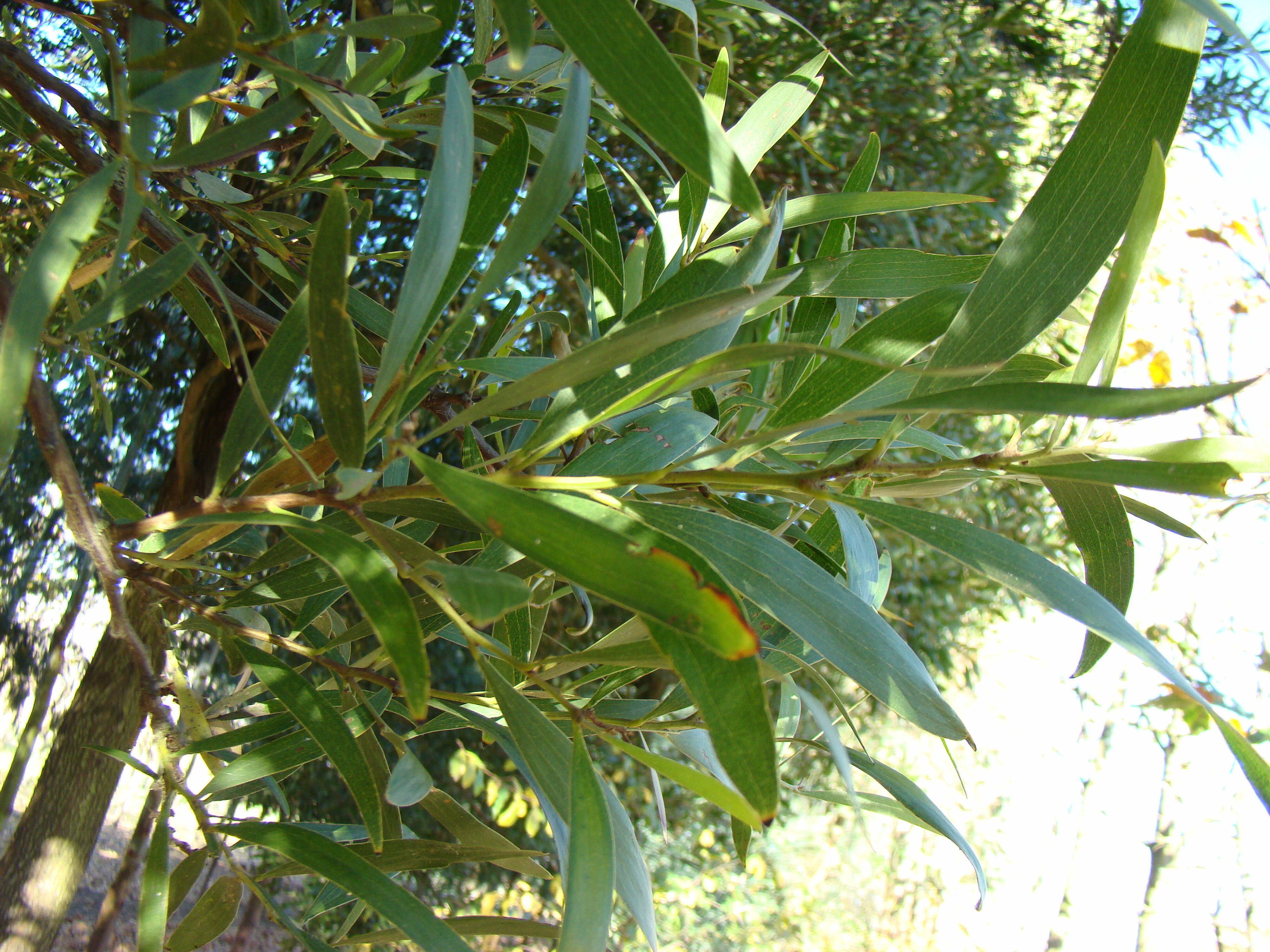 Acacia melanoxylon 2