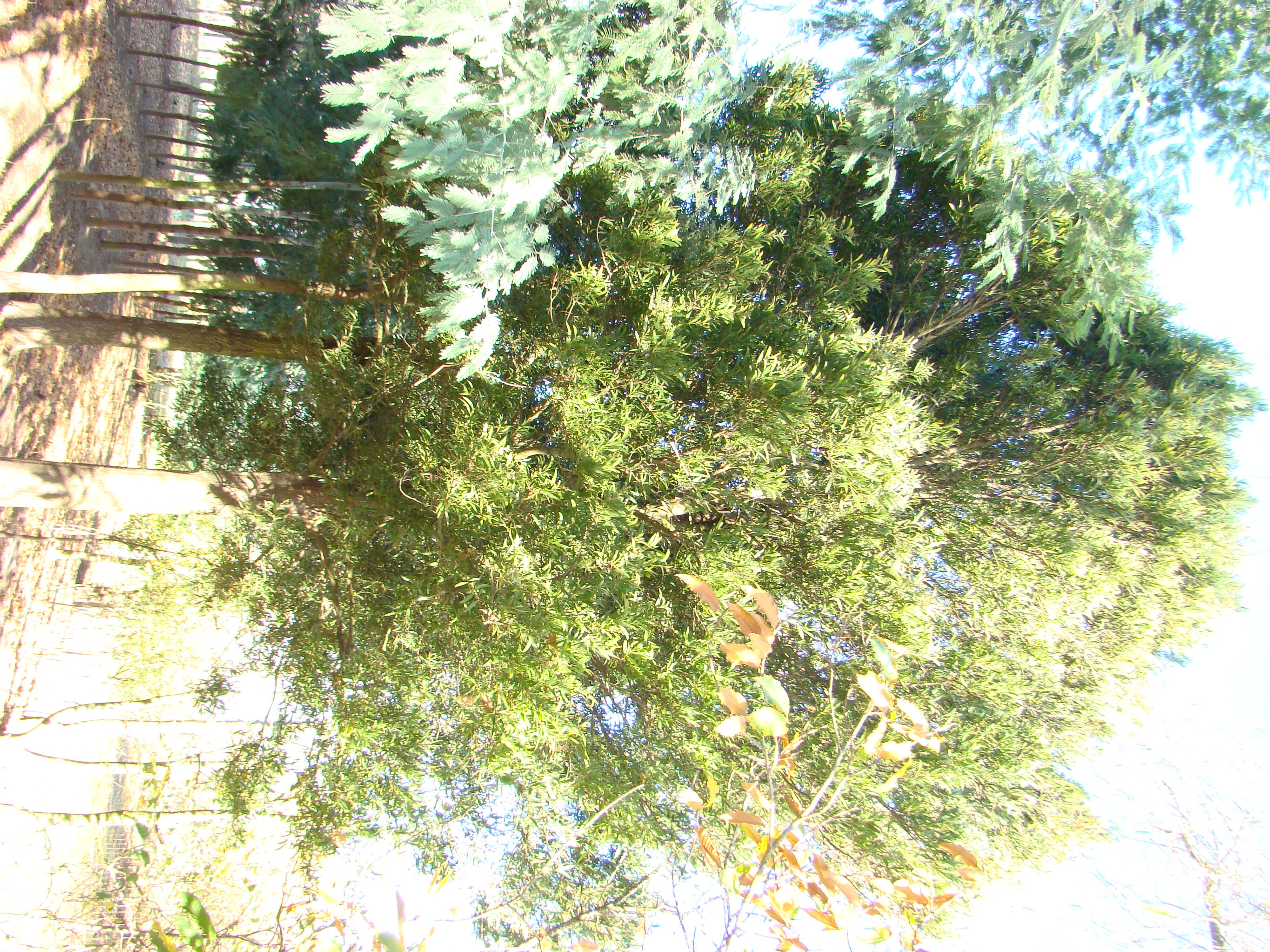 Acacia melanoxylon 3