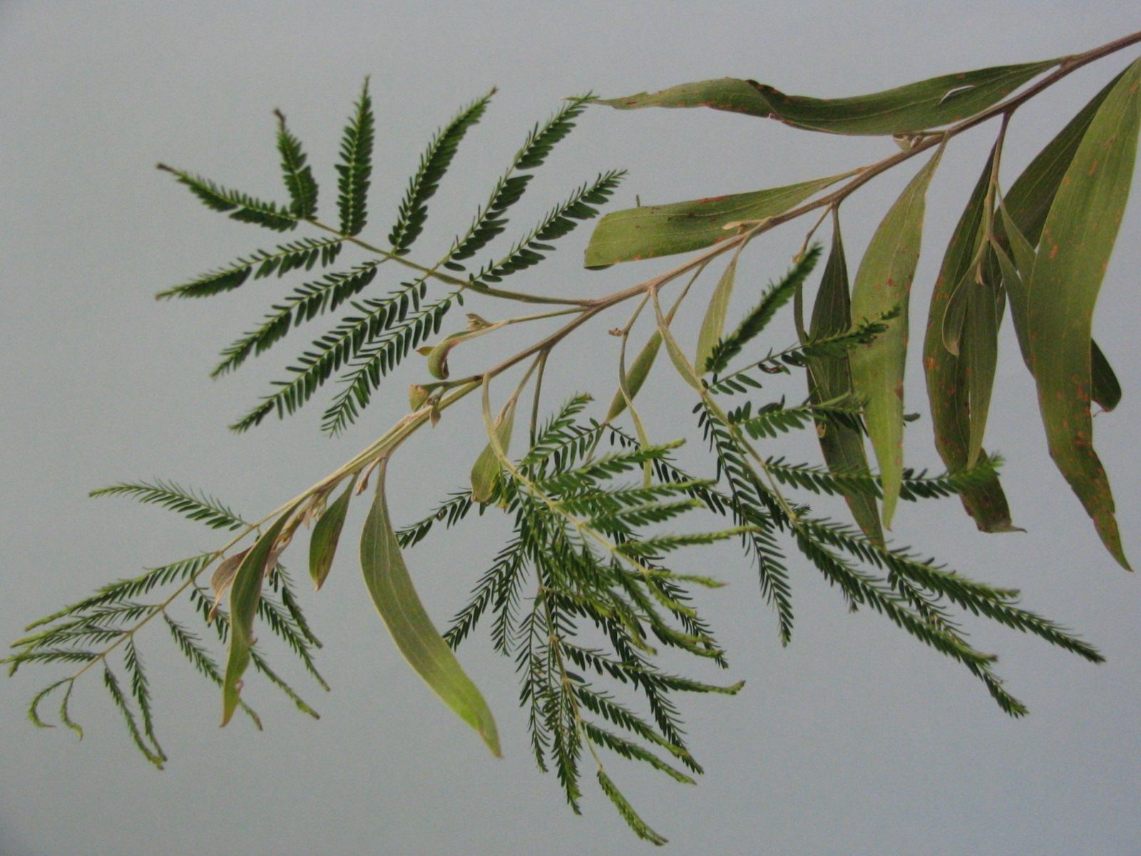 Acacia melanoxylon Phyllode