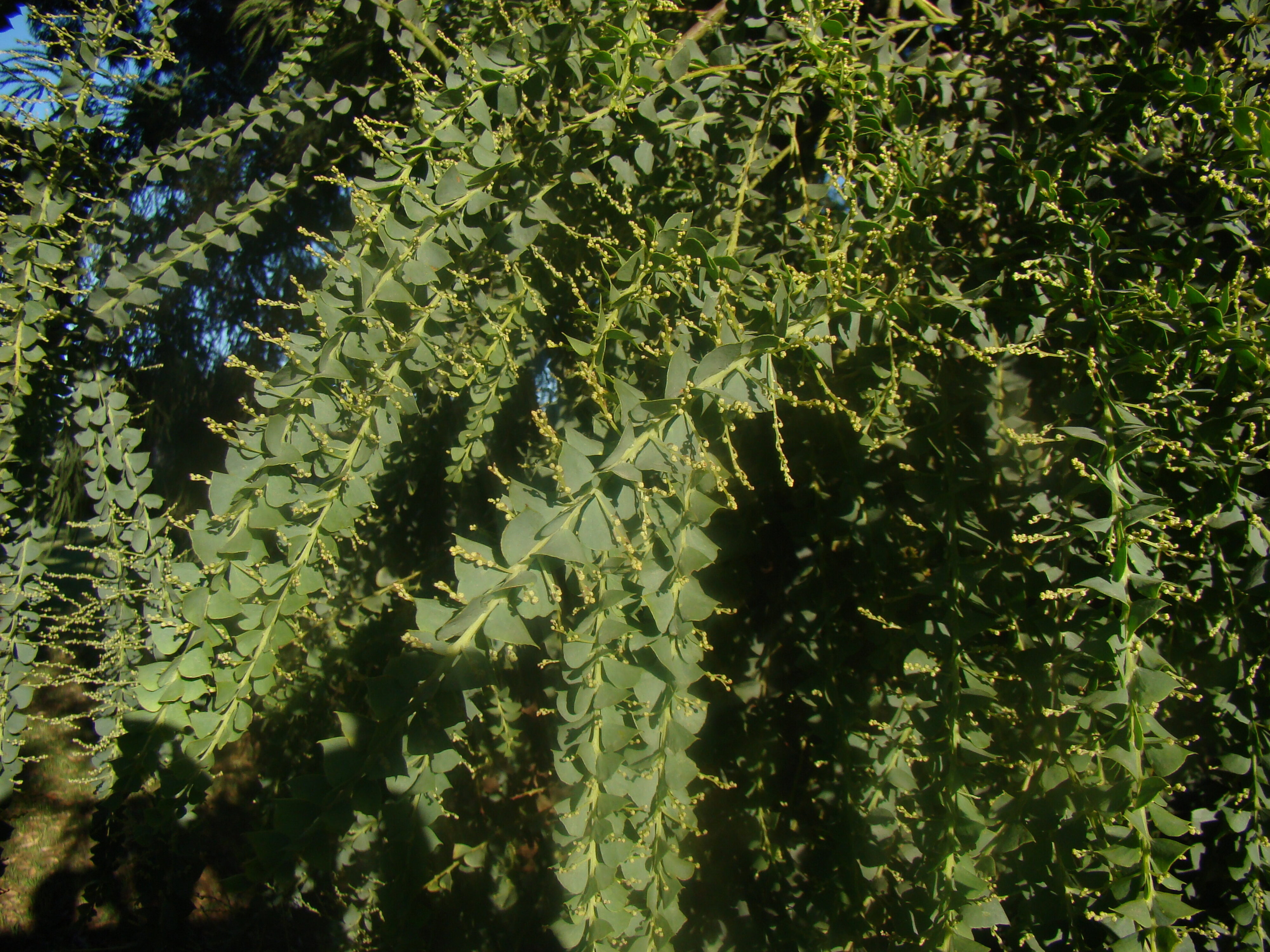 Acacia pravissima 4