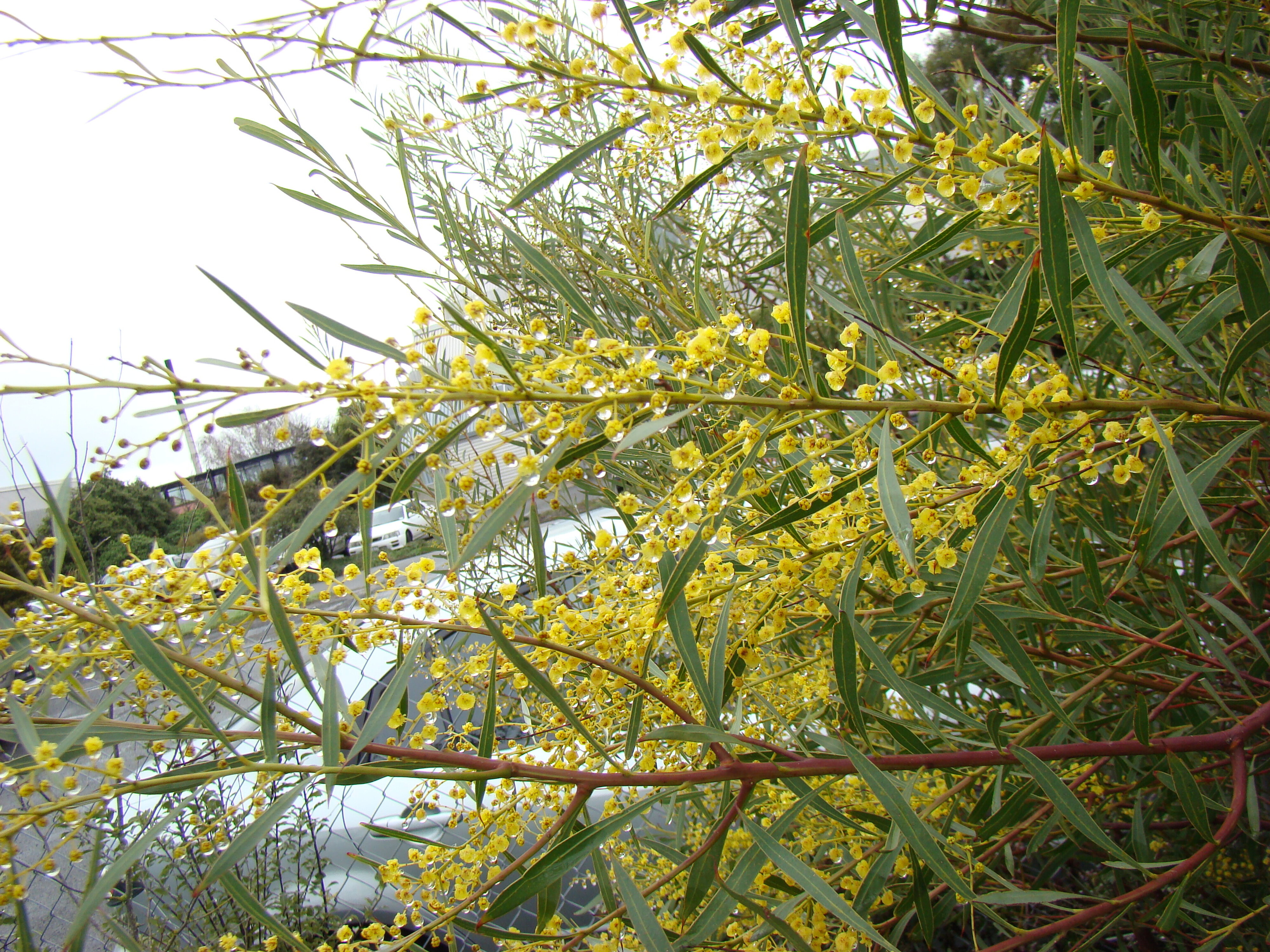 Acacia rubida 3