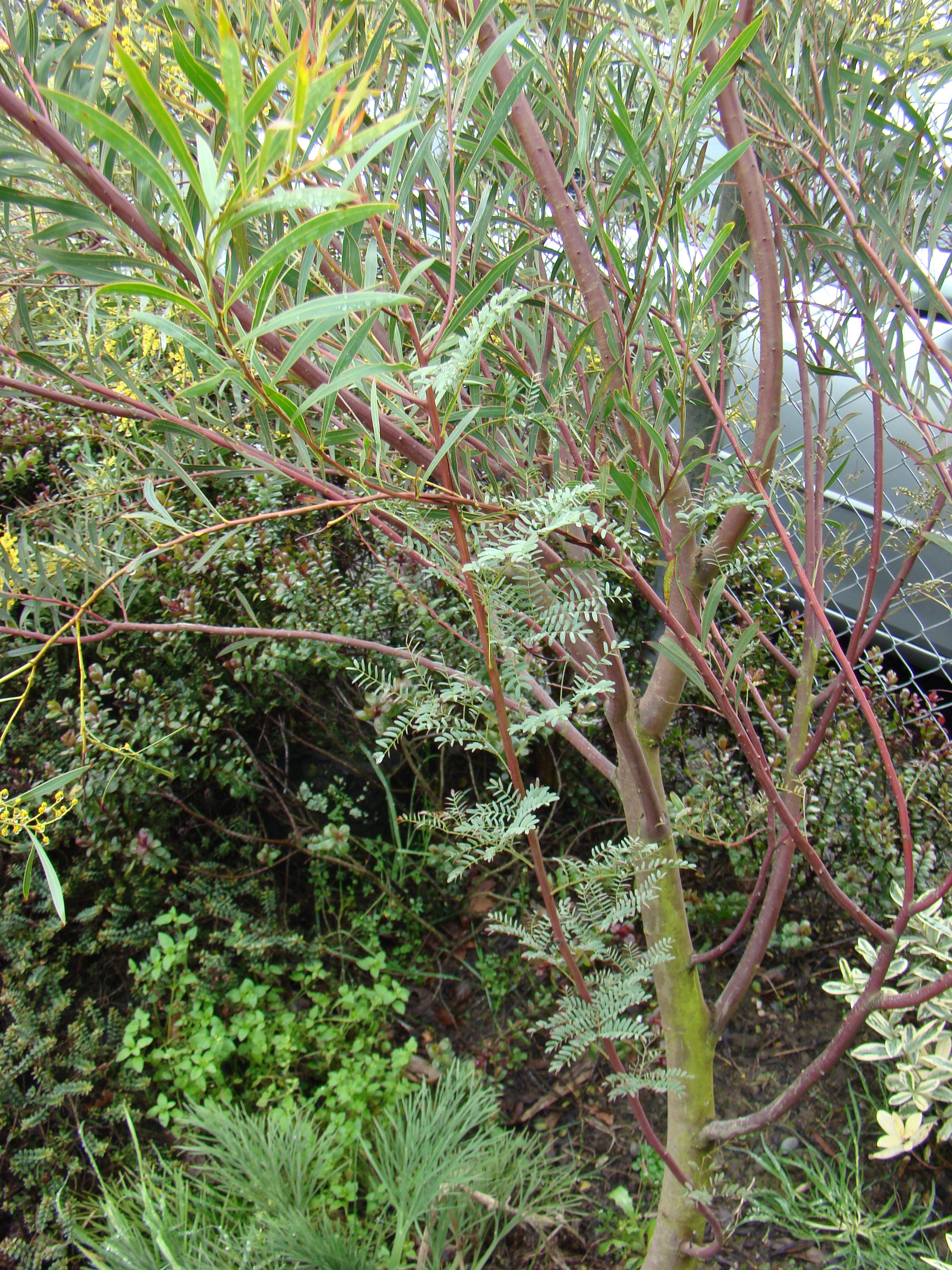 Acacia rubida 4