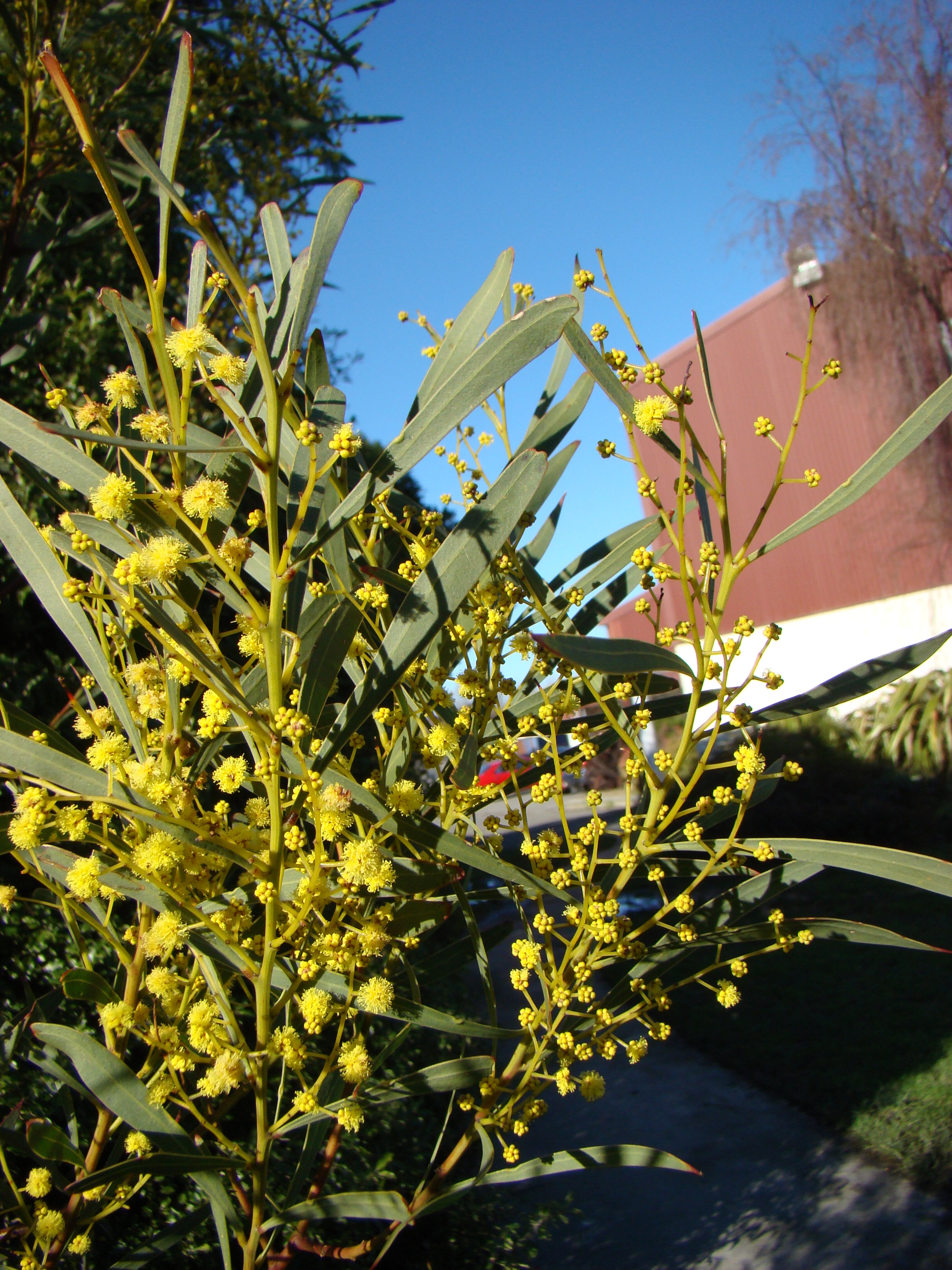 Acacia rubida 5