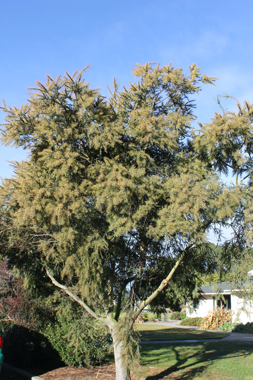 Acaciia pravissima Cool tree Whitney Cranshaw