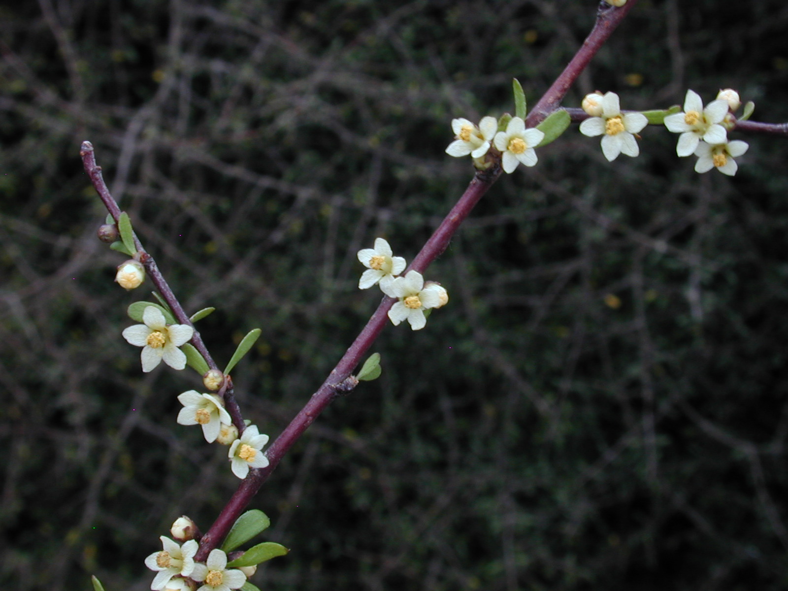 Plagianthus divaricatus 1