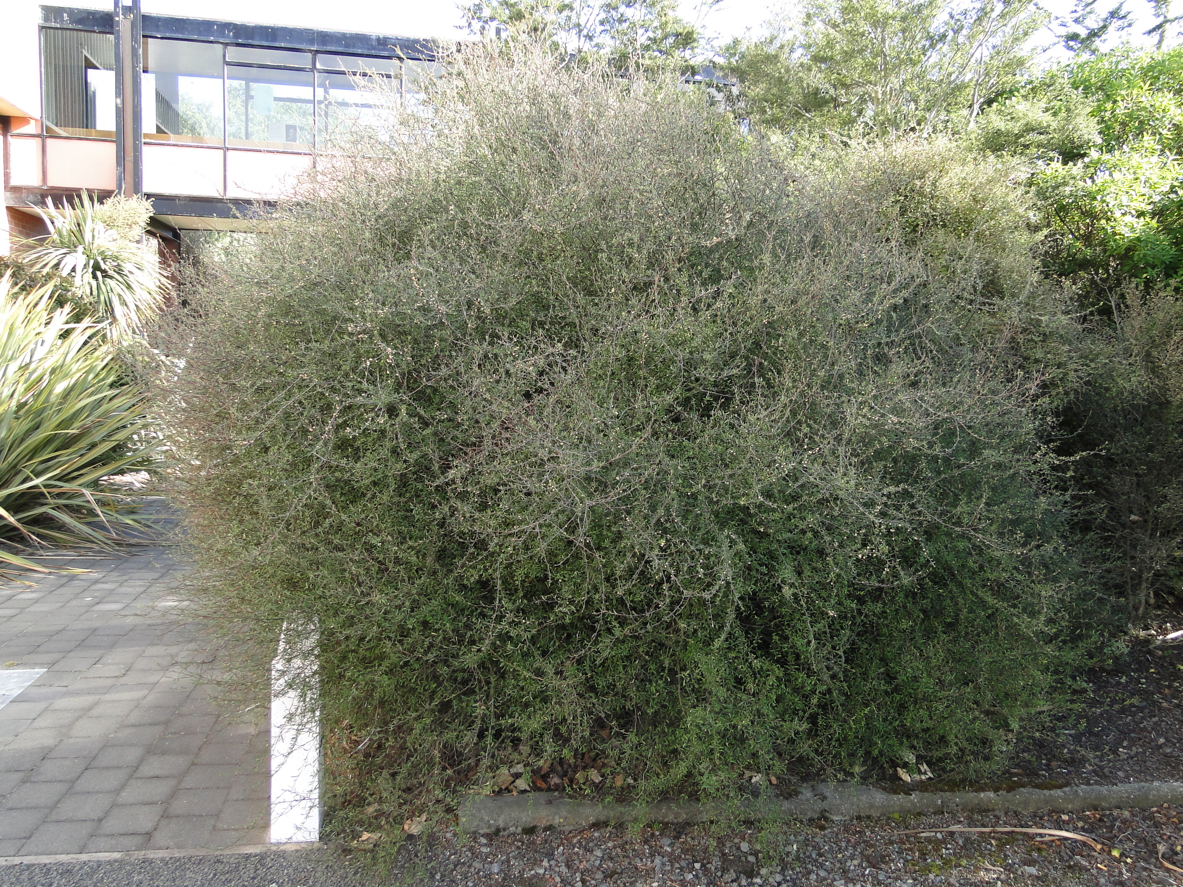 Plagianthus divaricatus 3