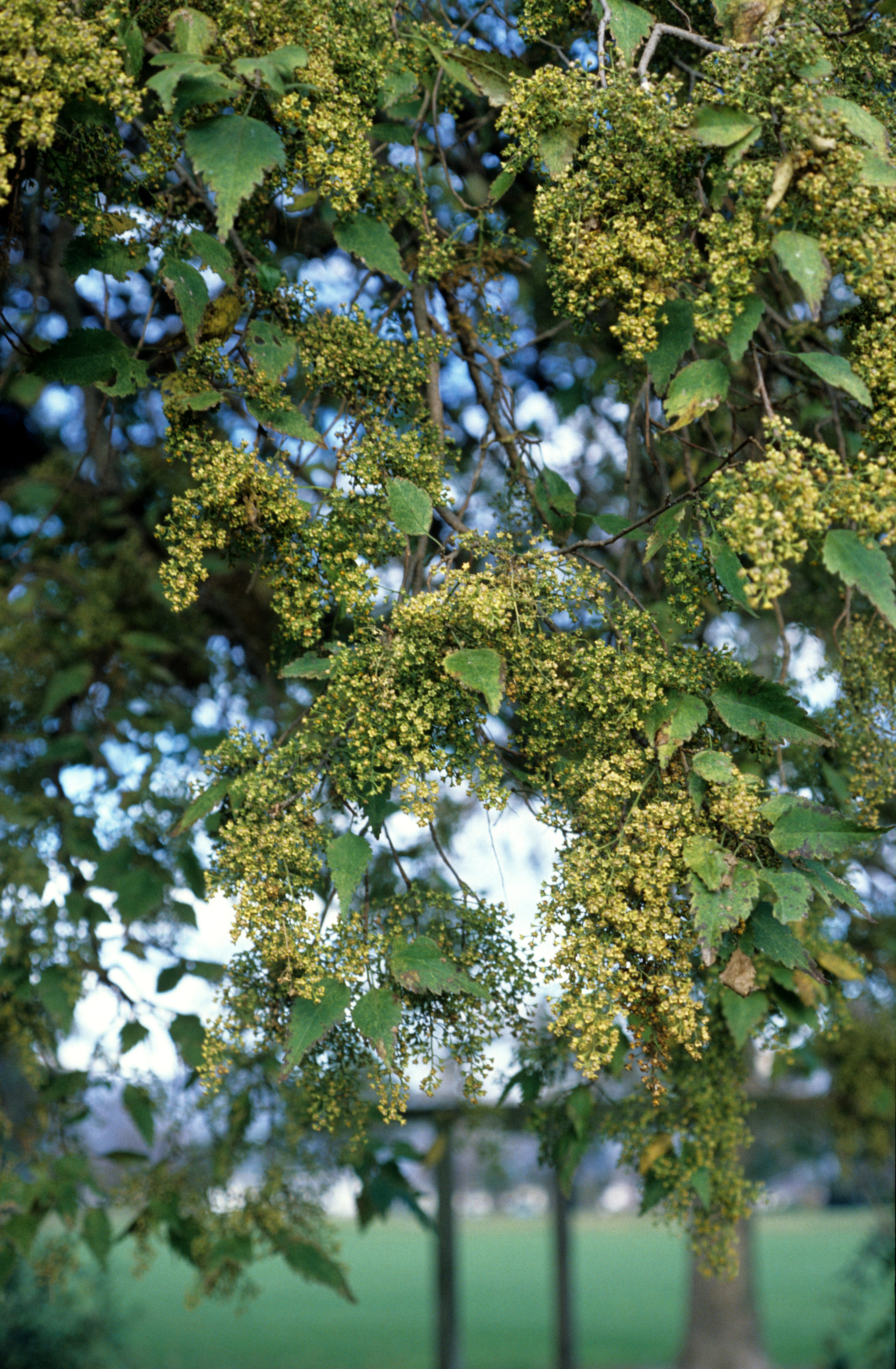 Plagianthus regius  1