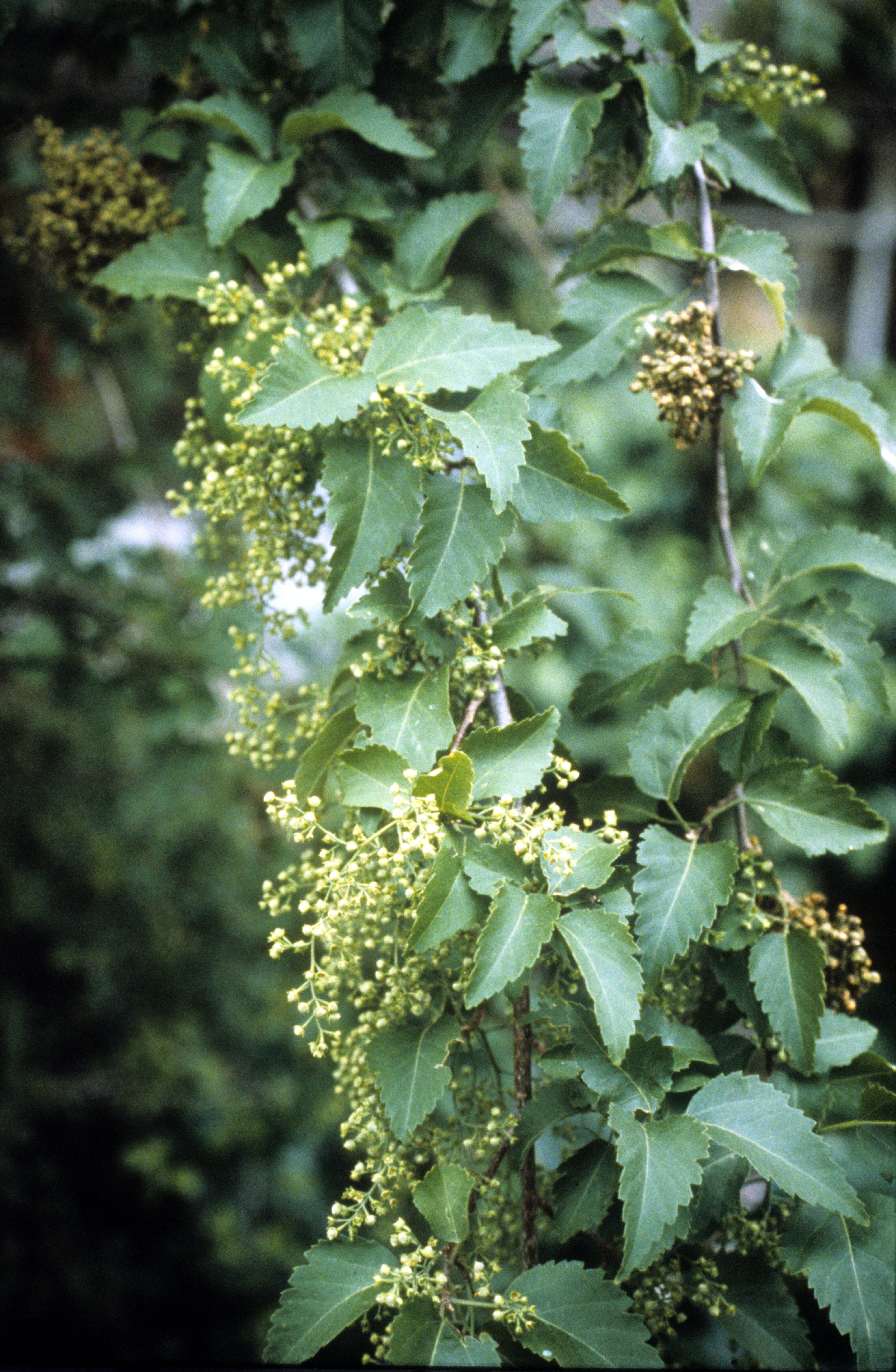 Plagianthus regius  2