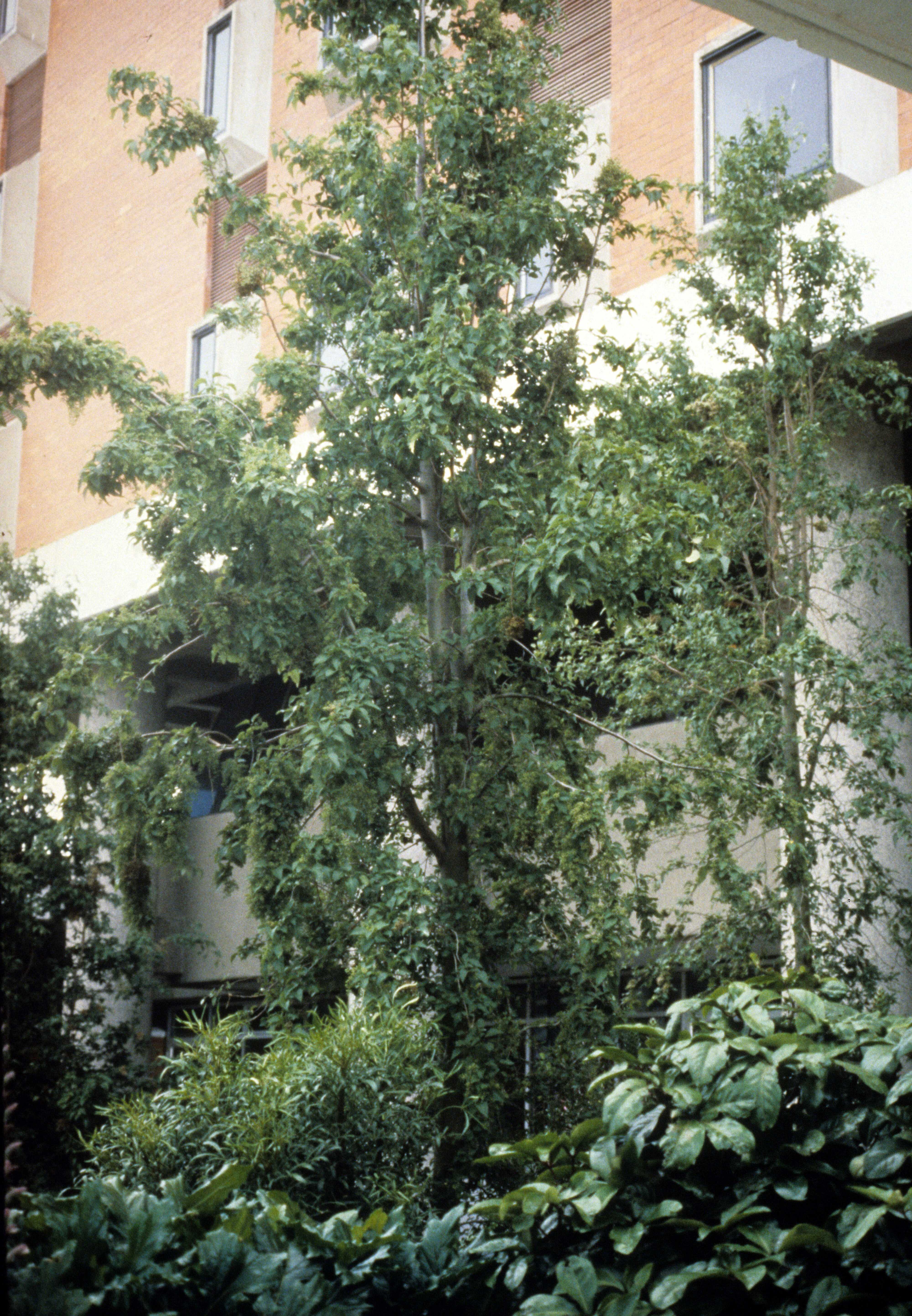 Plagianthus regius 5