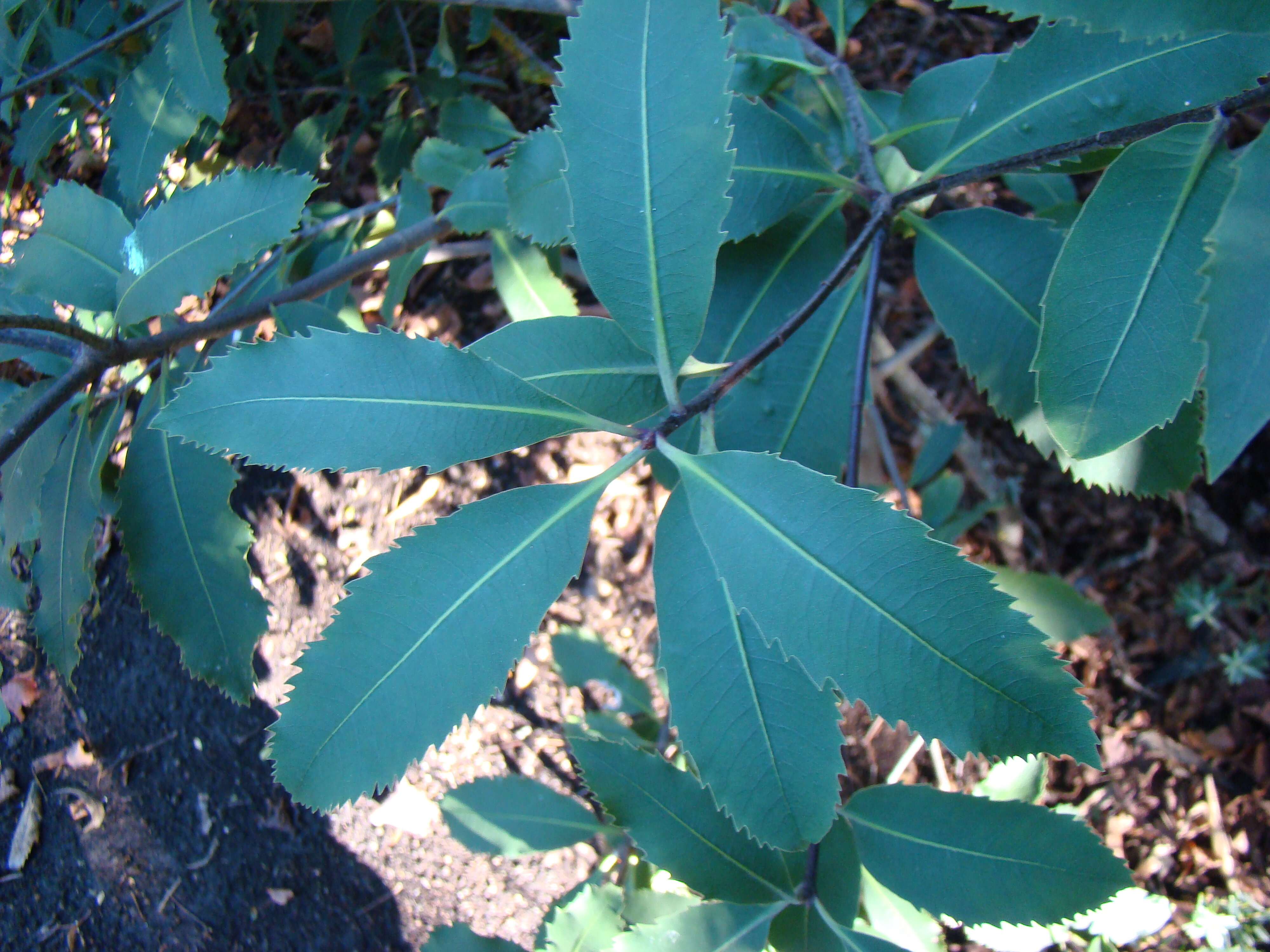 Pittosporum dallii  1