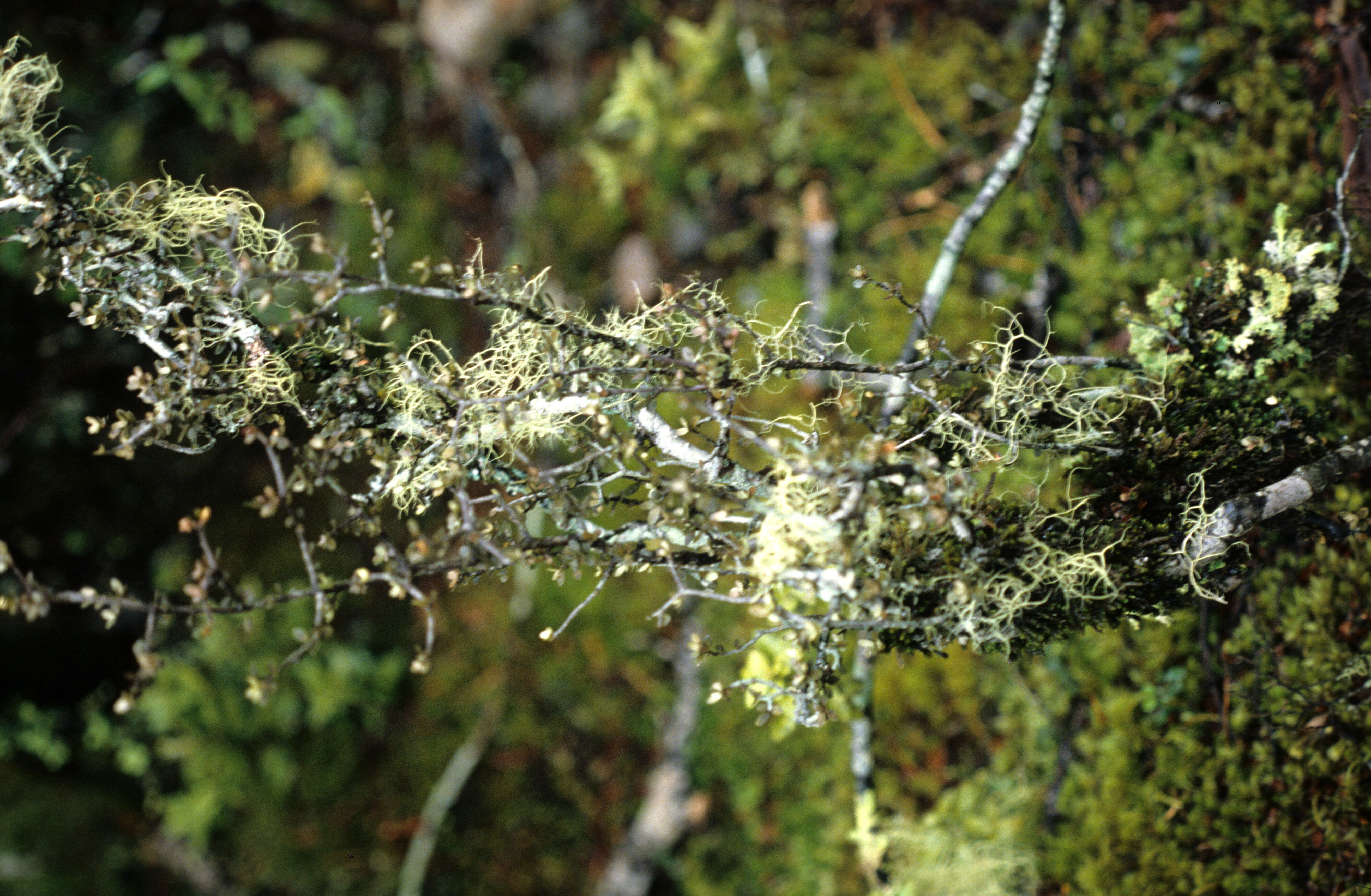 Pittosporum divaricatum