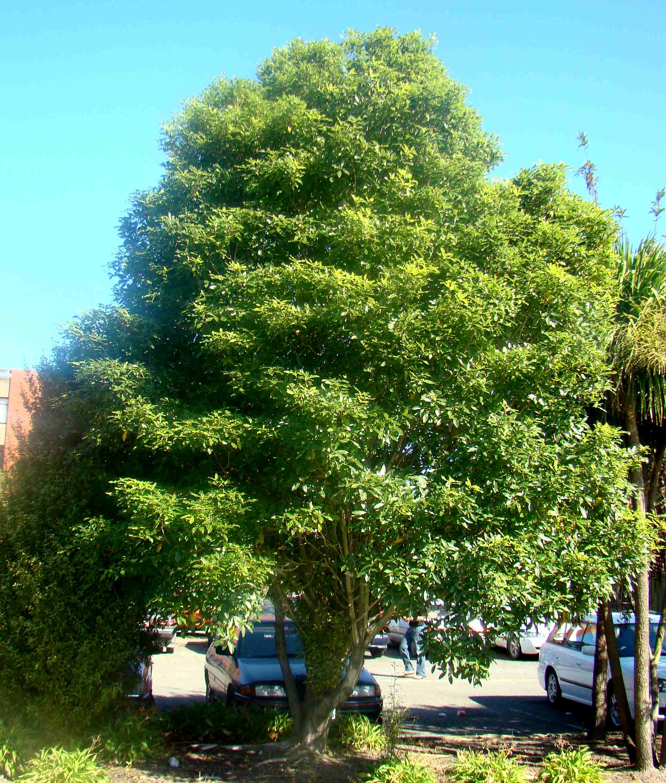 Pittosporum eugenioides 2