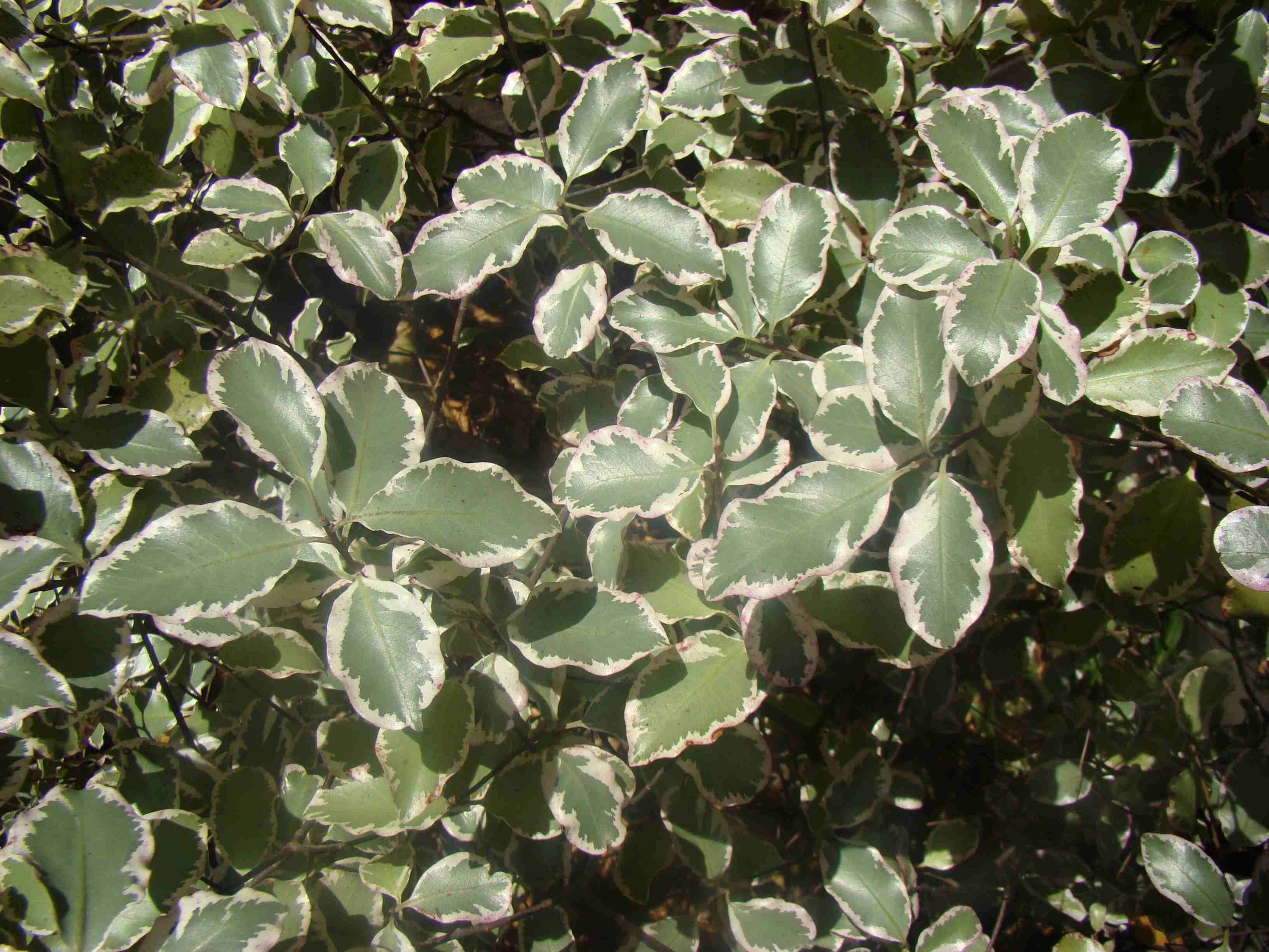 Pittosporum Garnettii