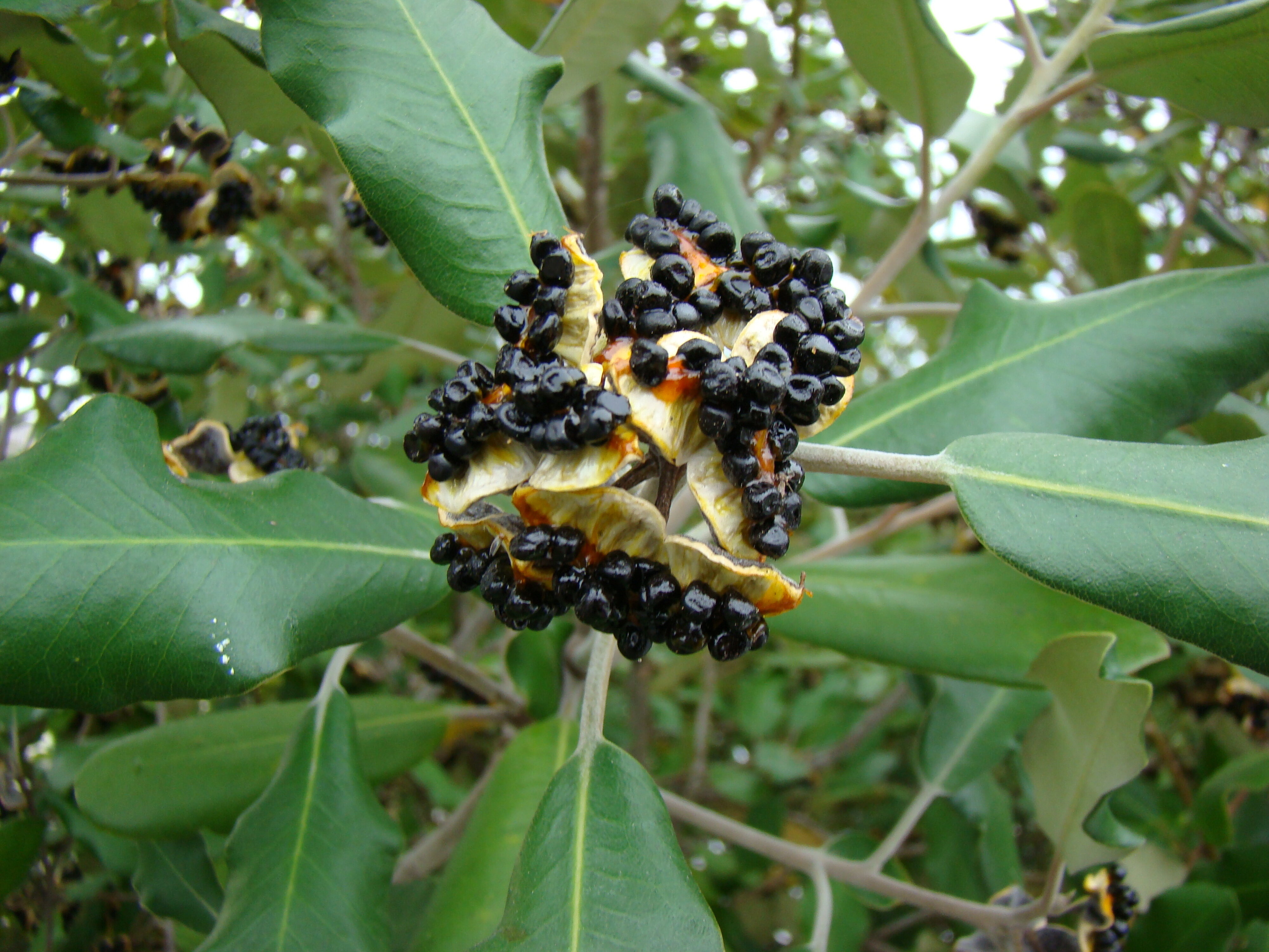 Pittosporum ralphii 1