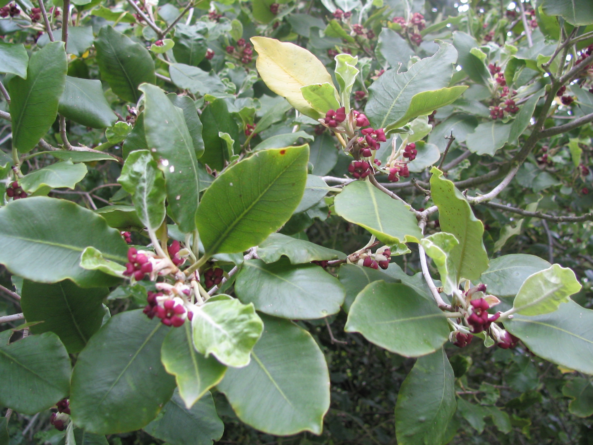 Pittosporum ralphii 2