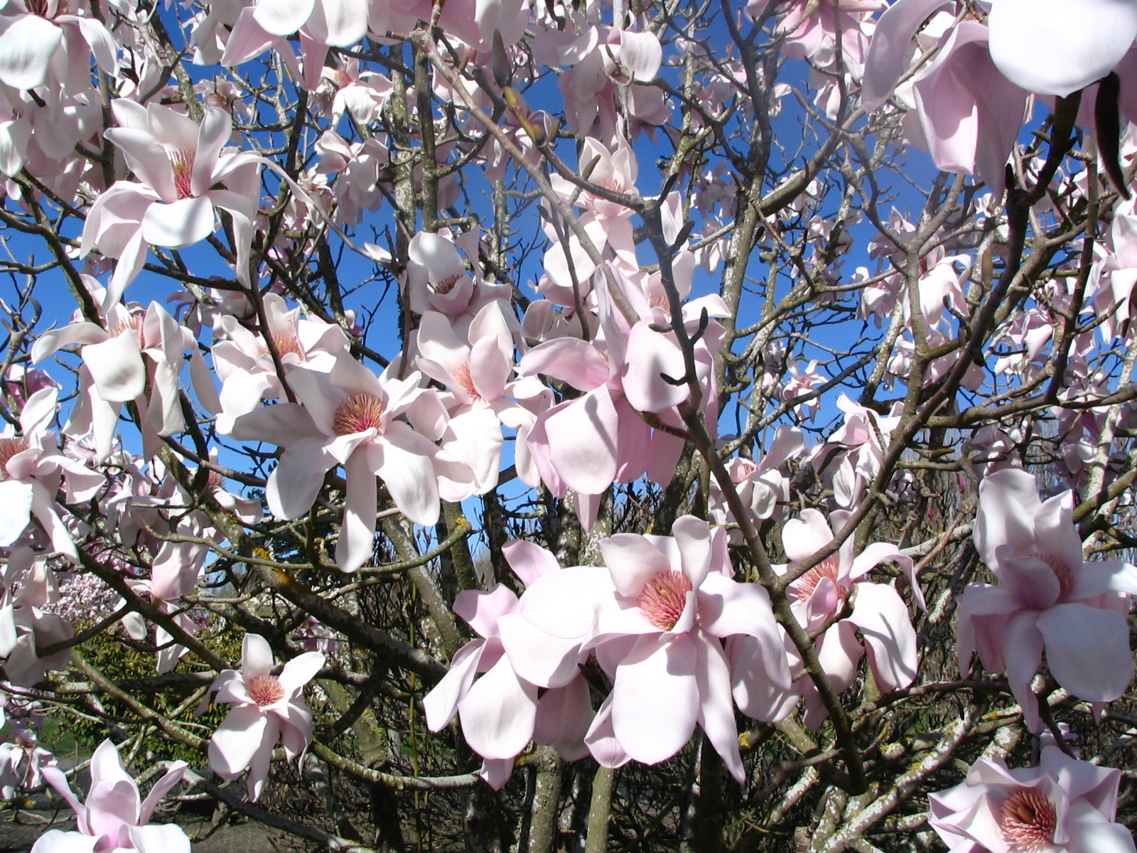 Magnolia  sargentiana var robusta 1