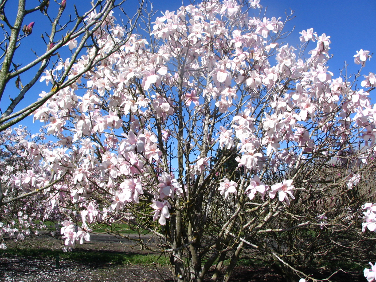 Magnolia  sargentiana var robusta 2