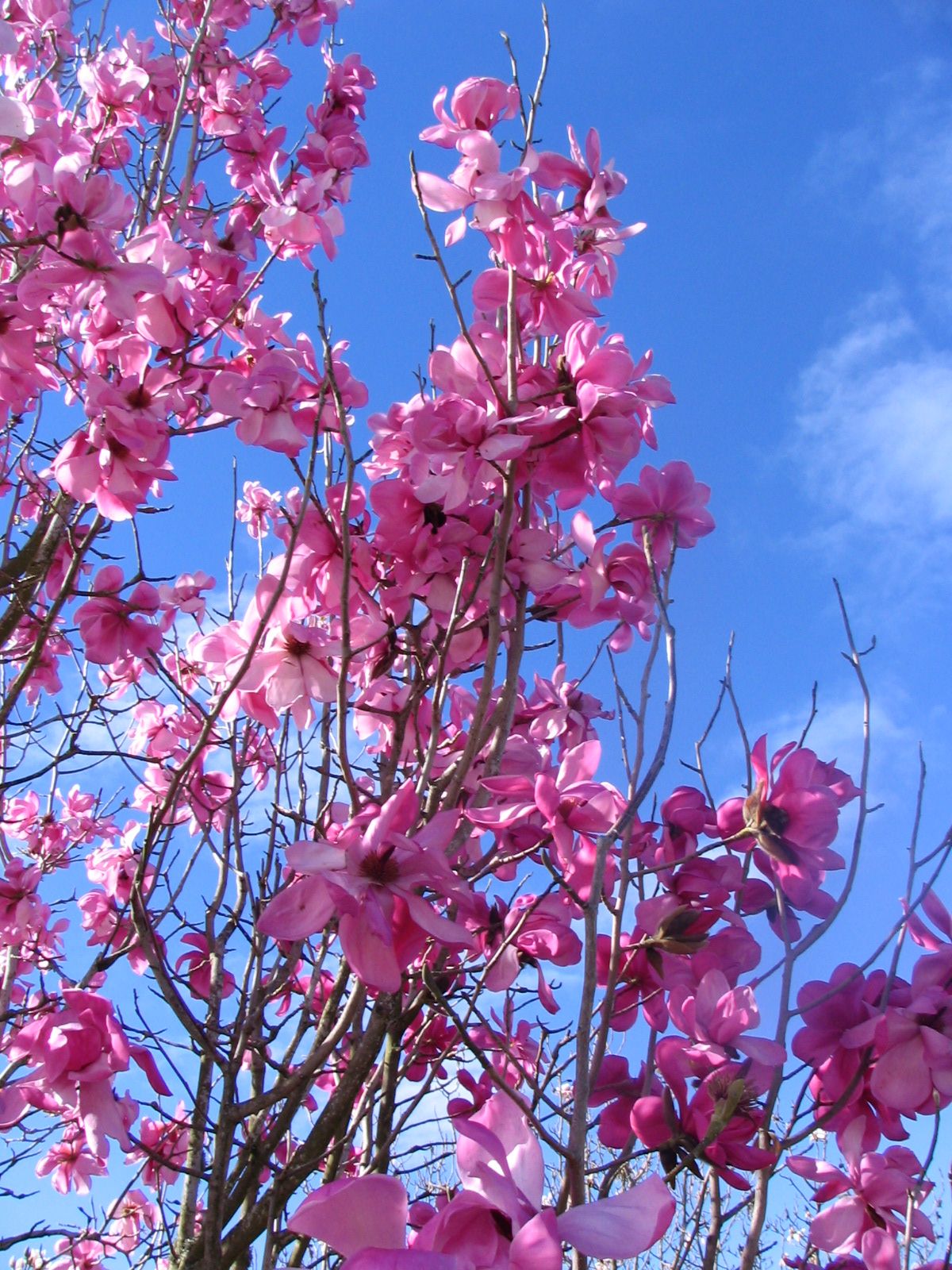 Magnolia  sprengeri  Burncoose Purple  1