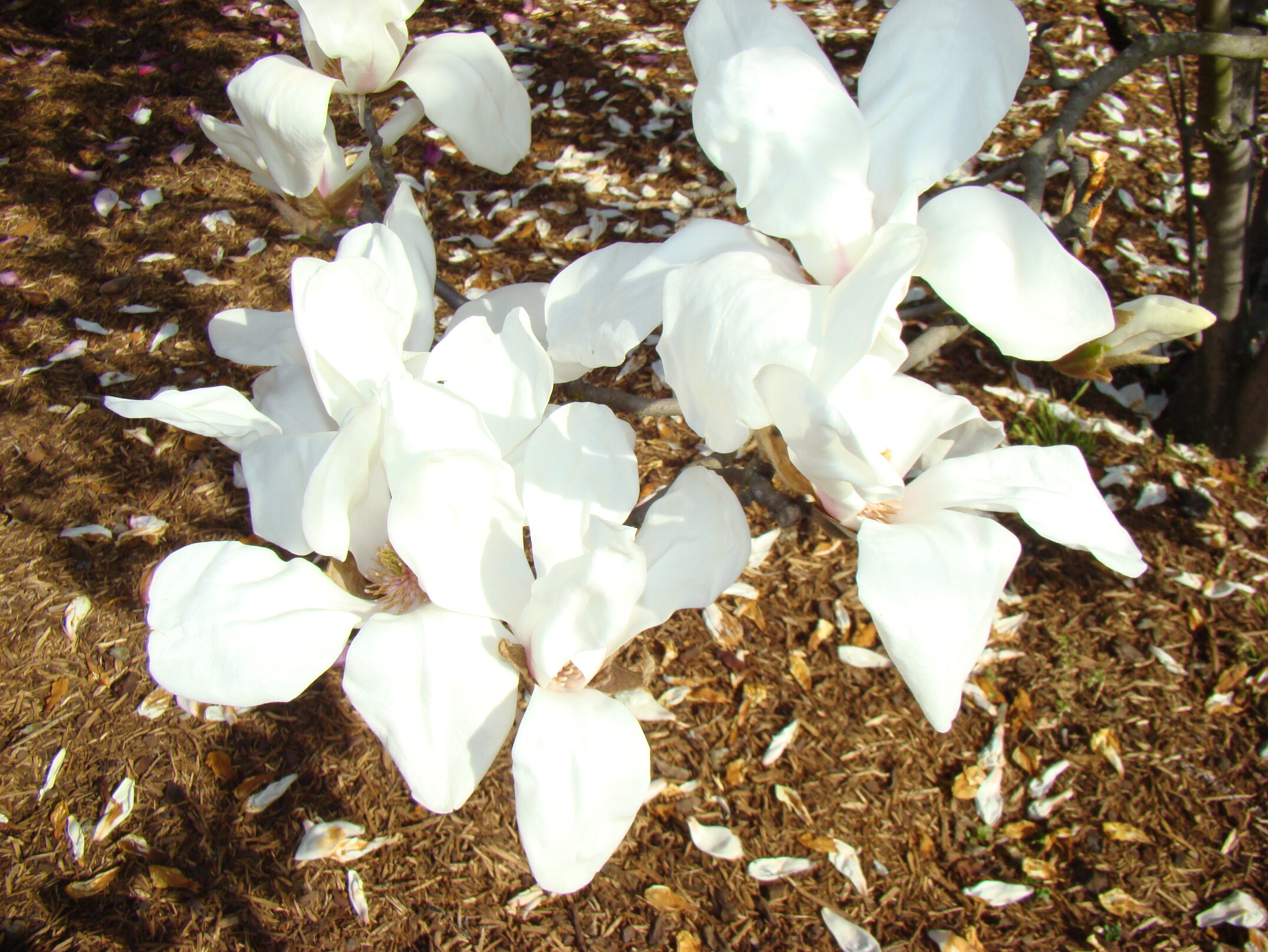Magnolia cylindrica 2