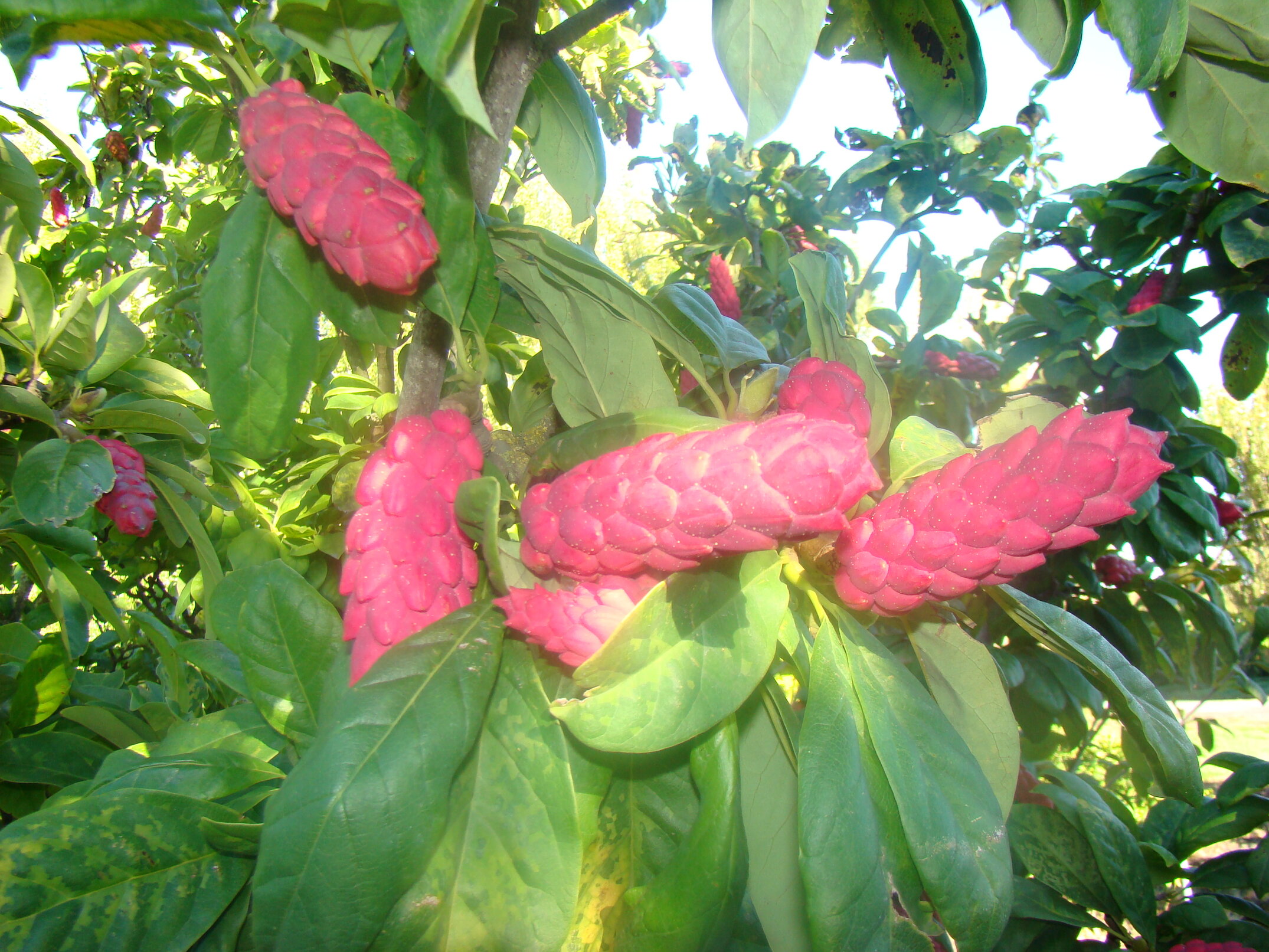 Magnolia cylindrica 3