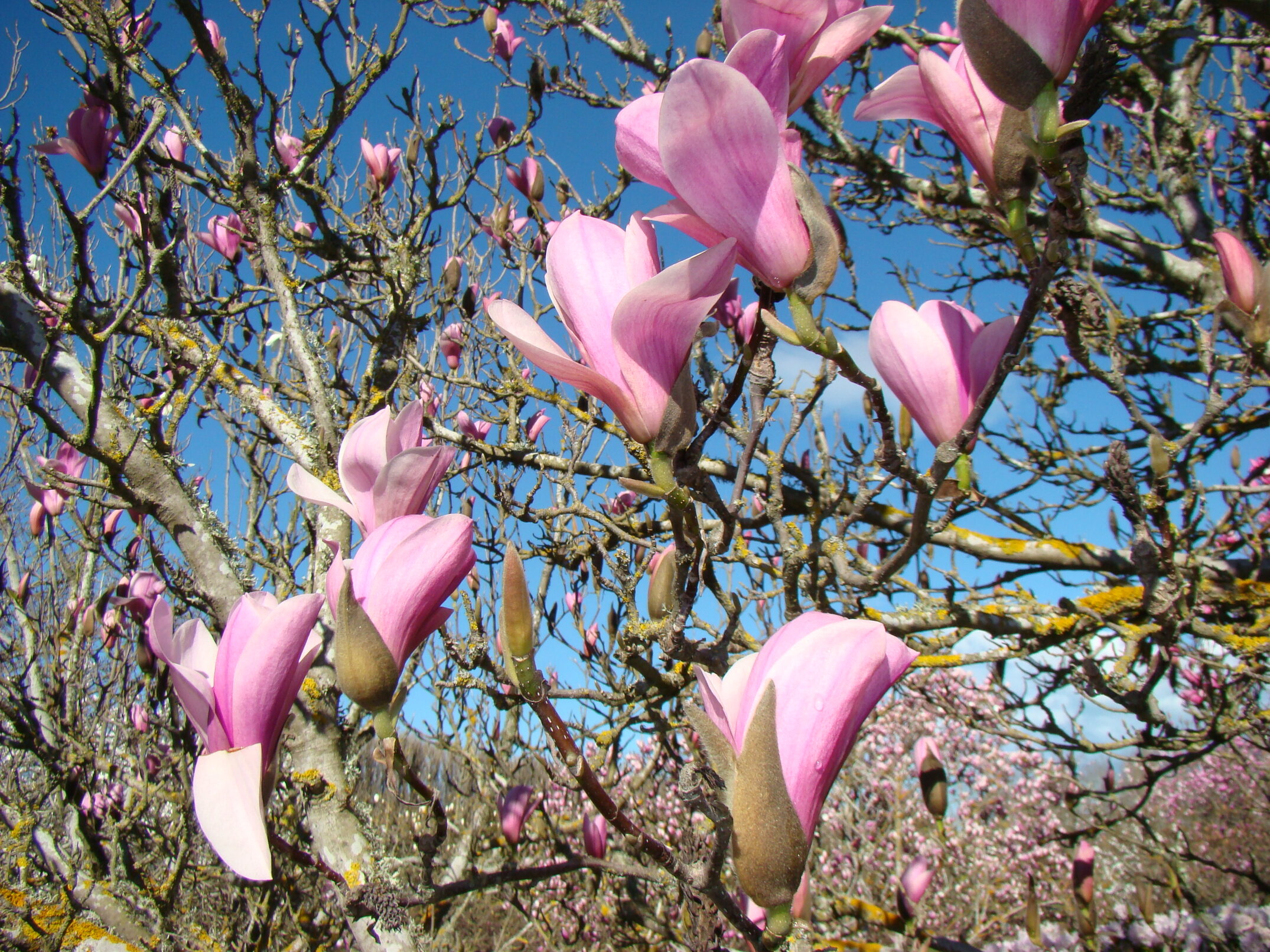 Magnolia Heaven Scent 1