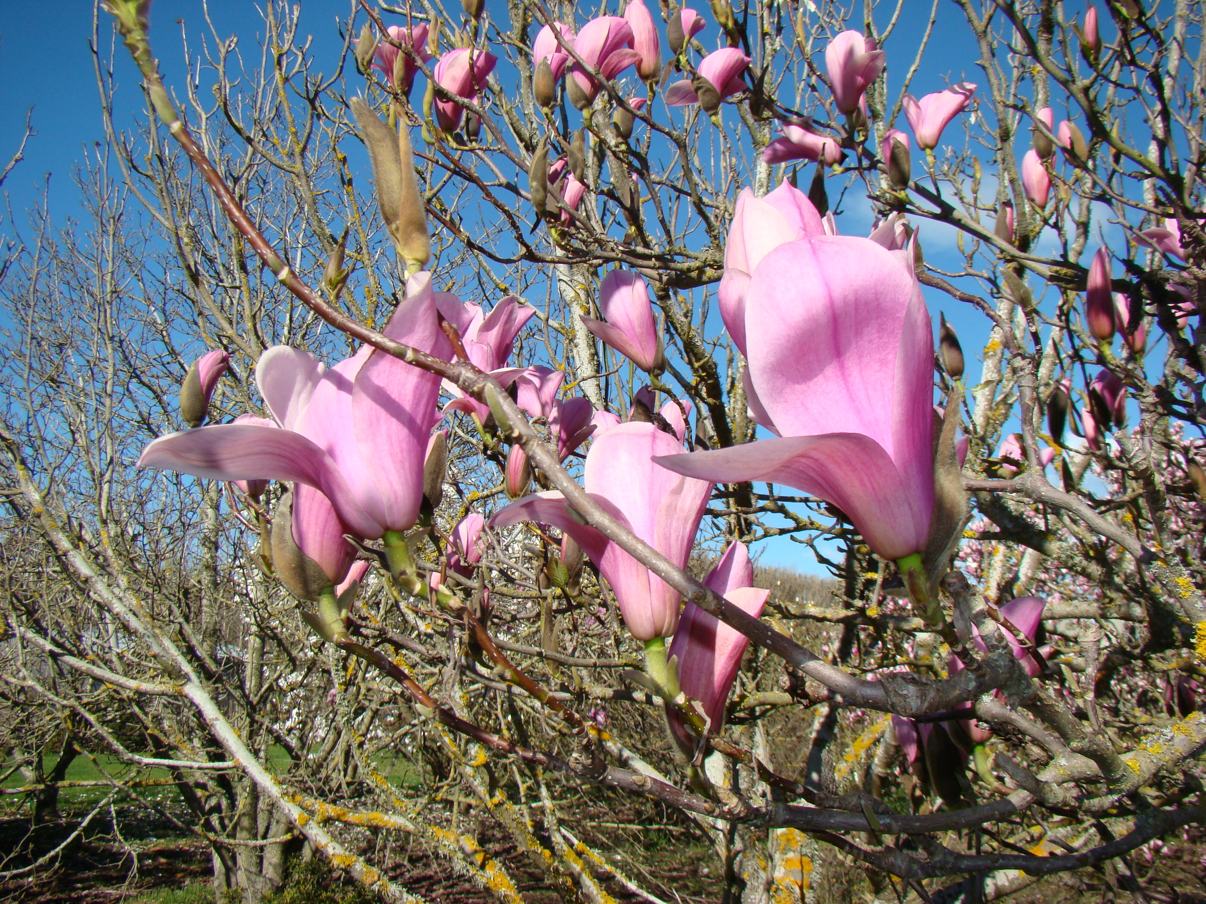 Magnolia Heaven Scent 2
