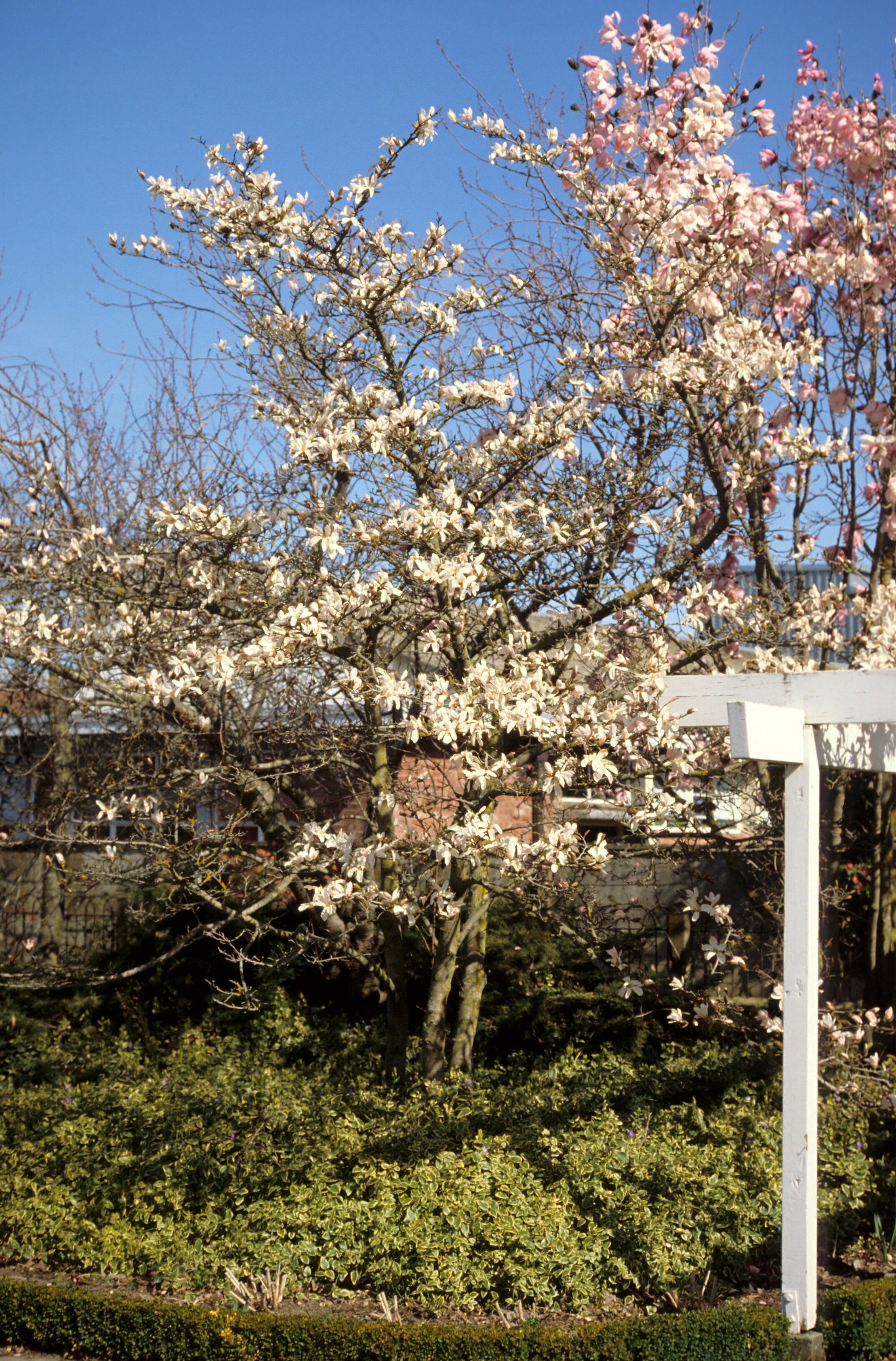 Magnolia kobus 6
