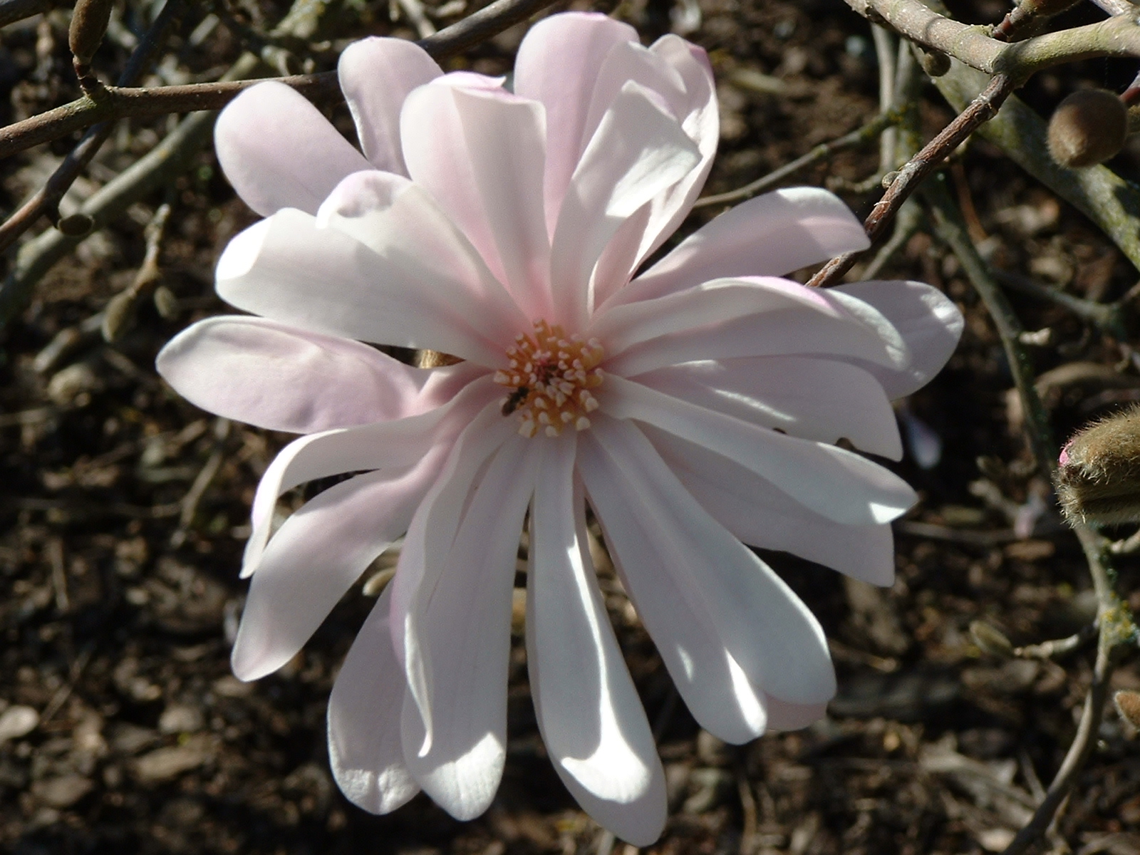 Magnolia kobus stellata King Rose 1