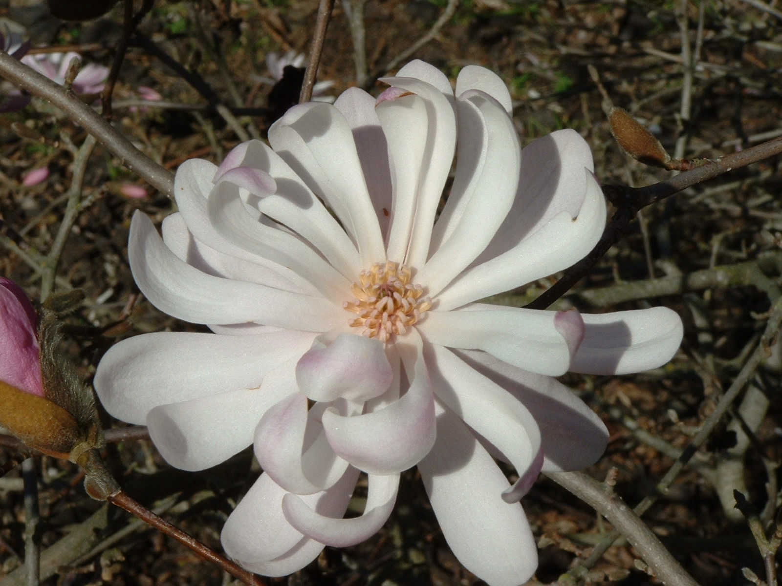 Magnolia kobus stellata King Rose 2