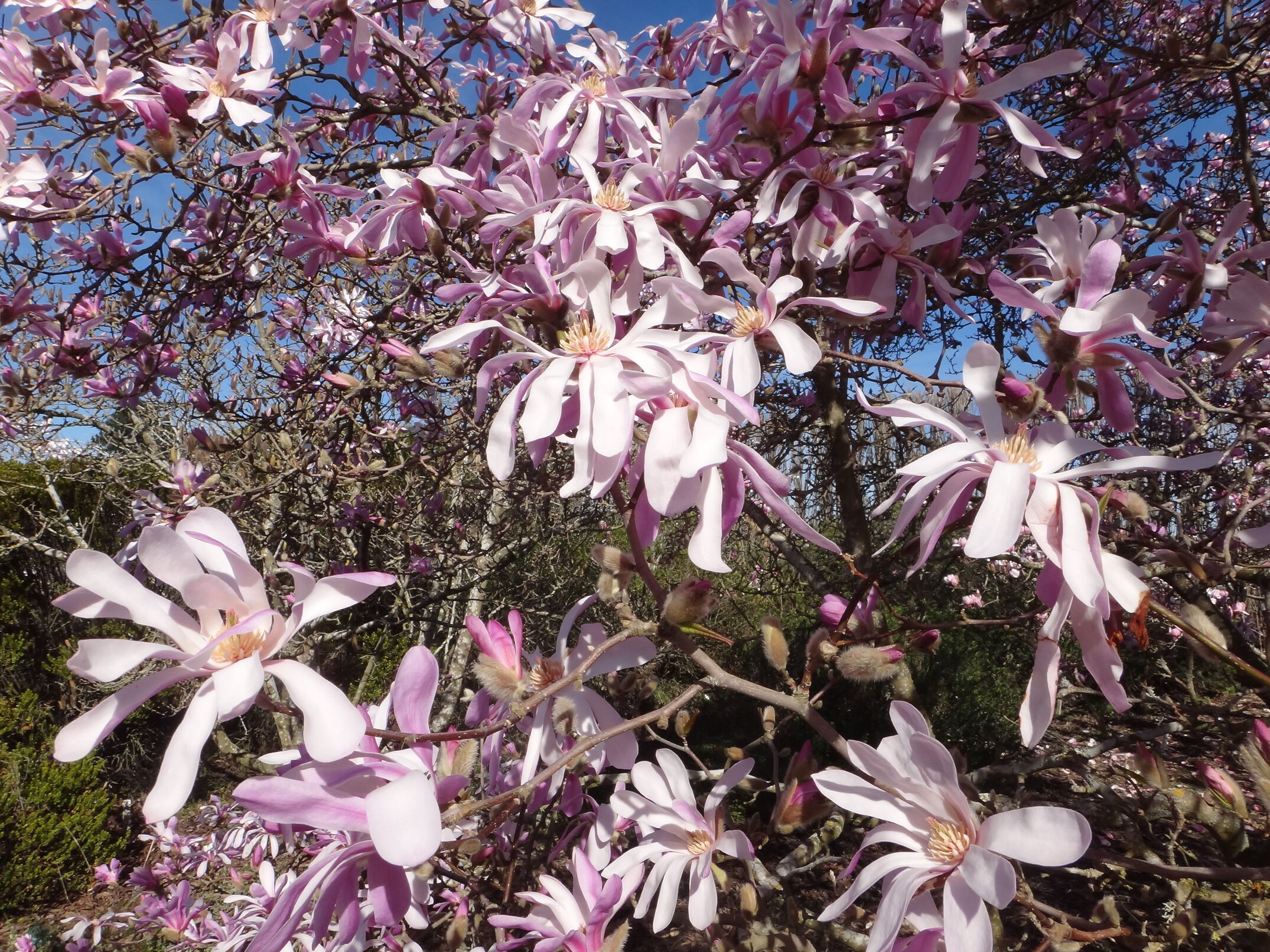 Magnolia kobus var loebneri Leonard Messel 1