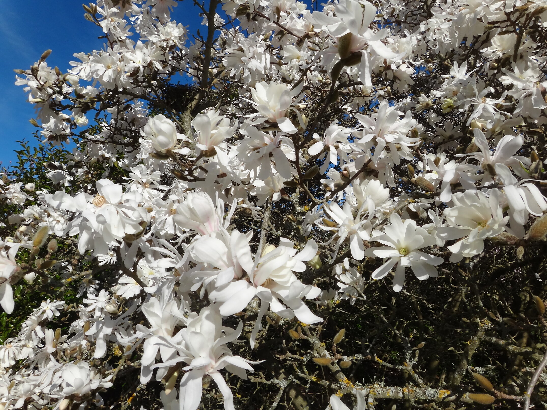 Magnolia kobus var stellata Royal Star 1