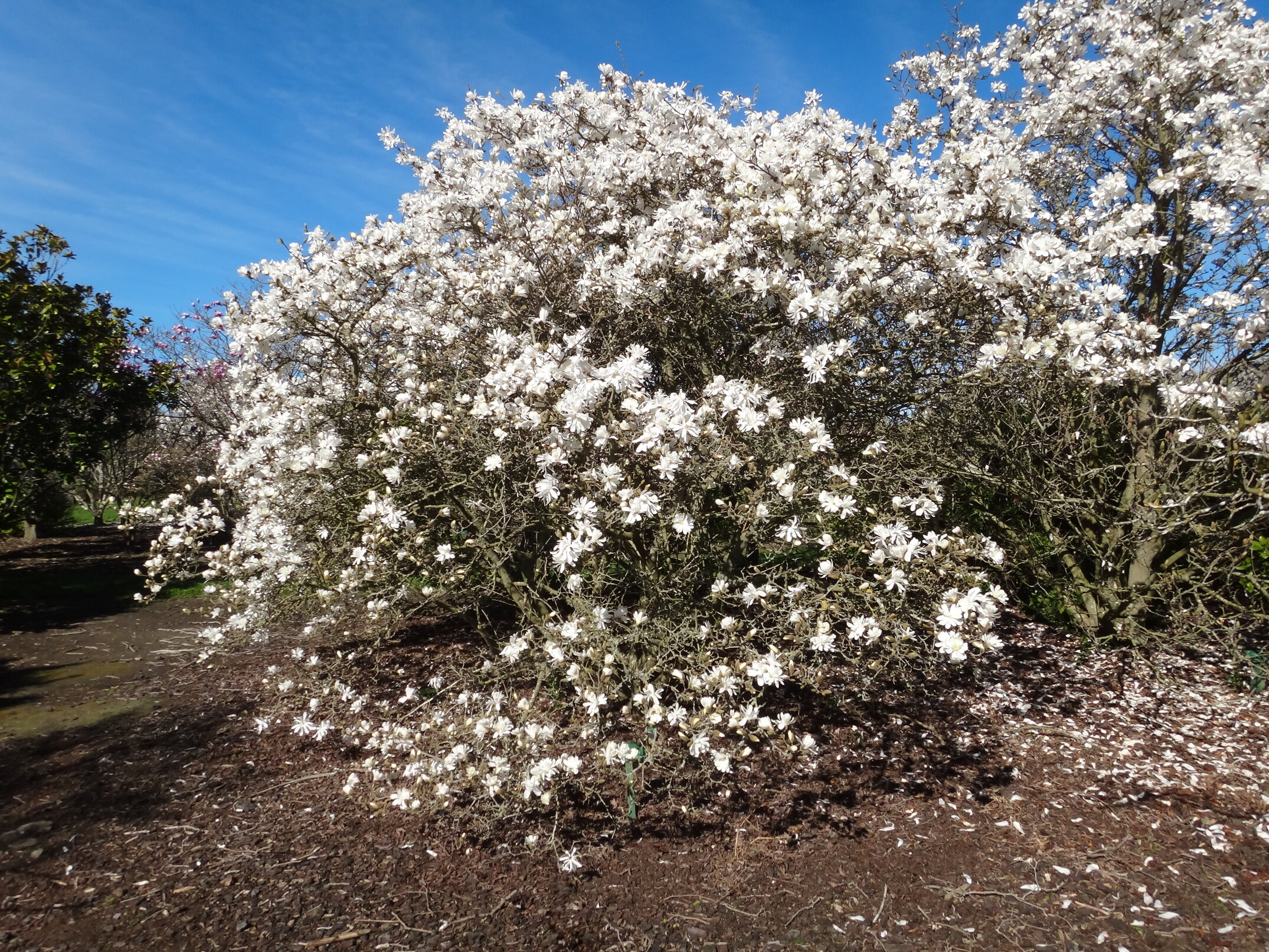 Magnolia kobus var stellata Royal Star 2
