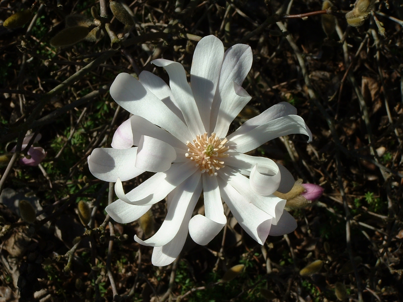 Magnolia kobus var stellata Waterlily 2