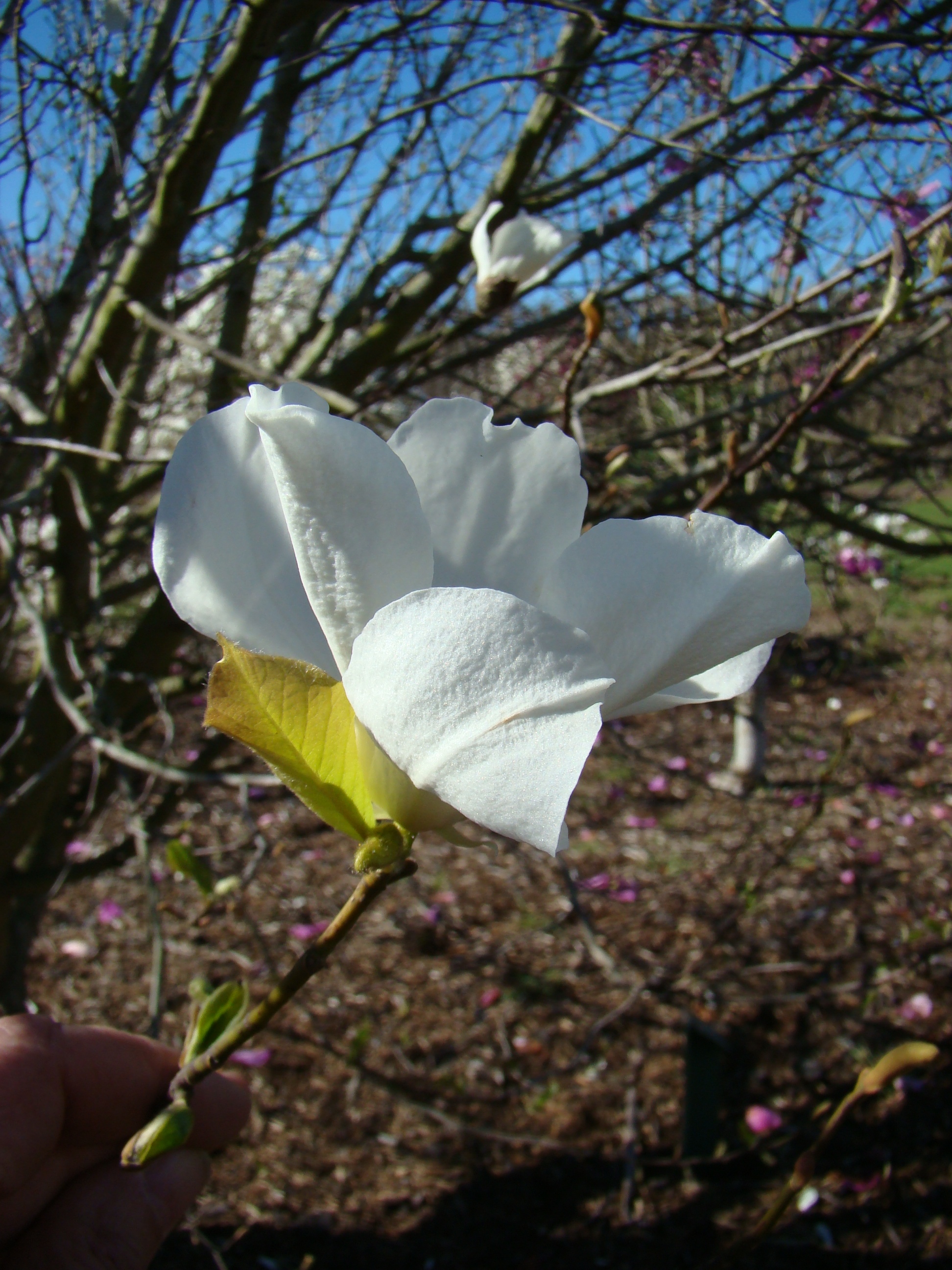 Magnolia kobus var. borealis 1
