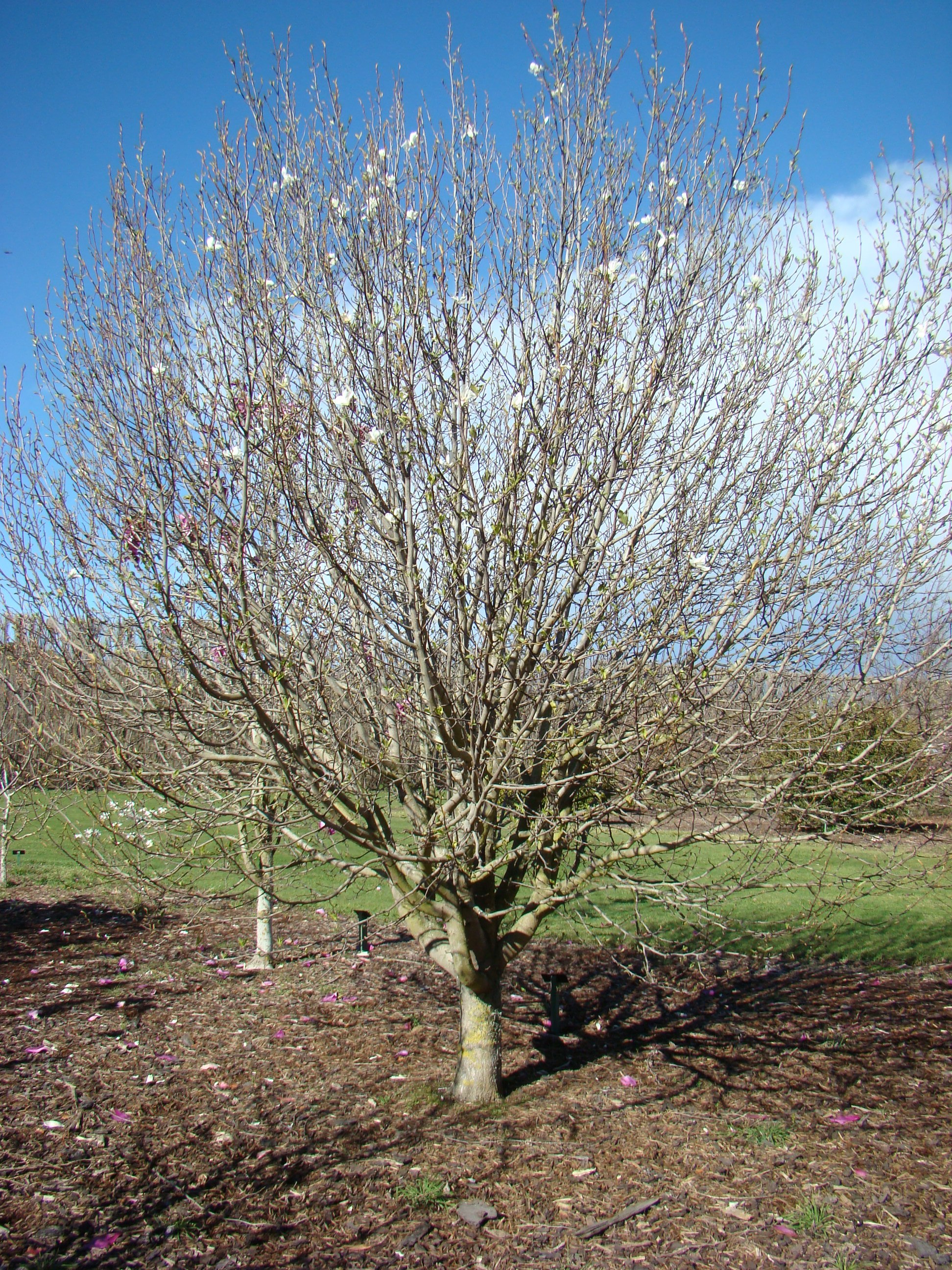 Magnolia kobus var. borealis 2