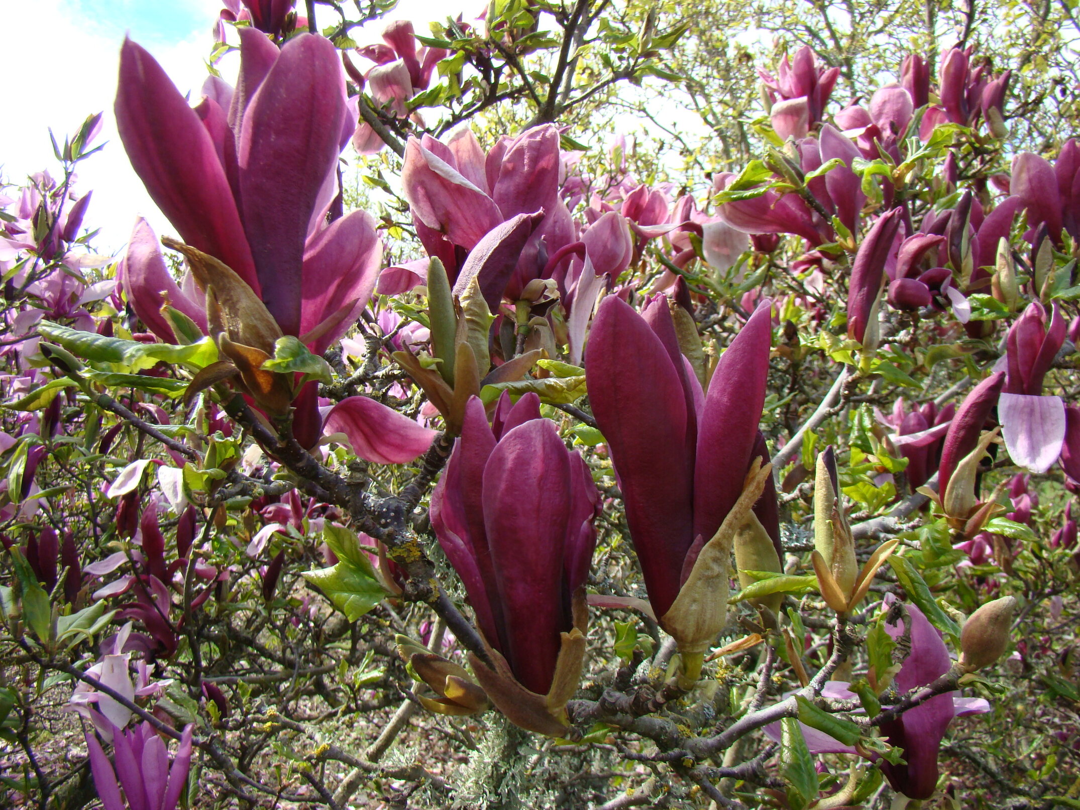 Magnolia liliiflora Nigra 1