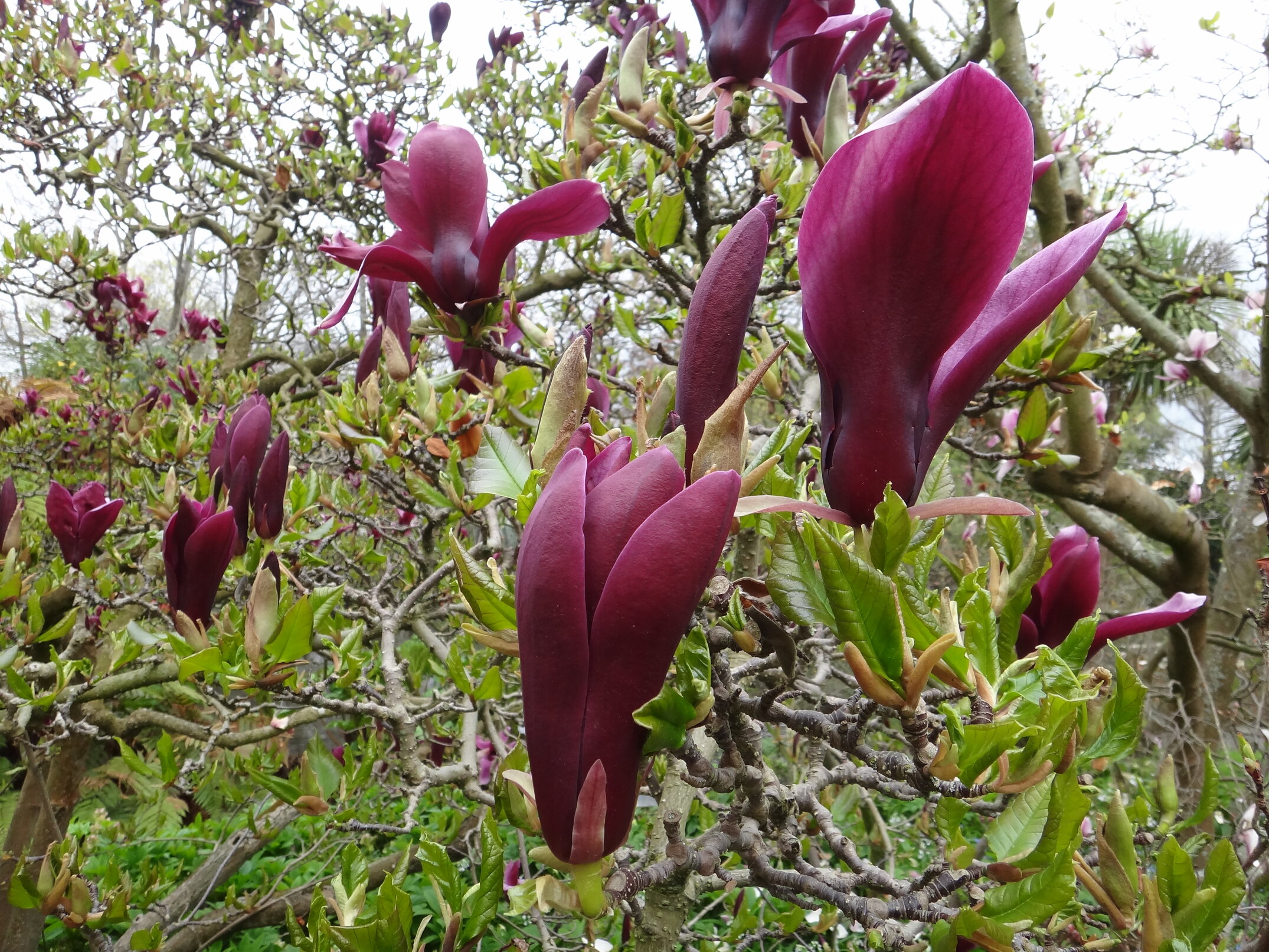 Magnolia liliiflora Nigra 3