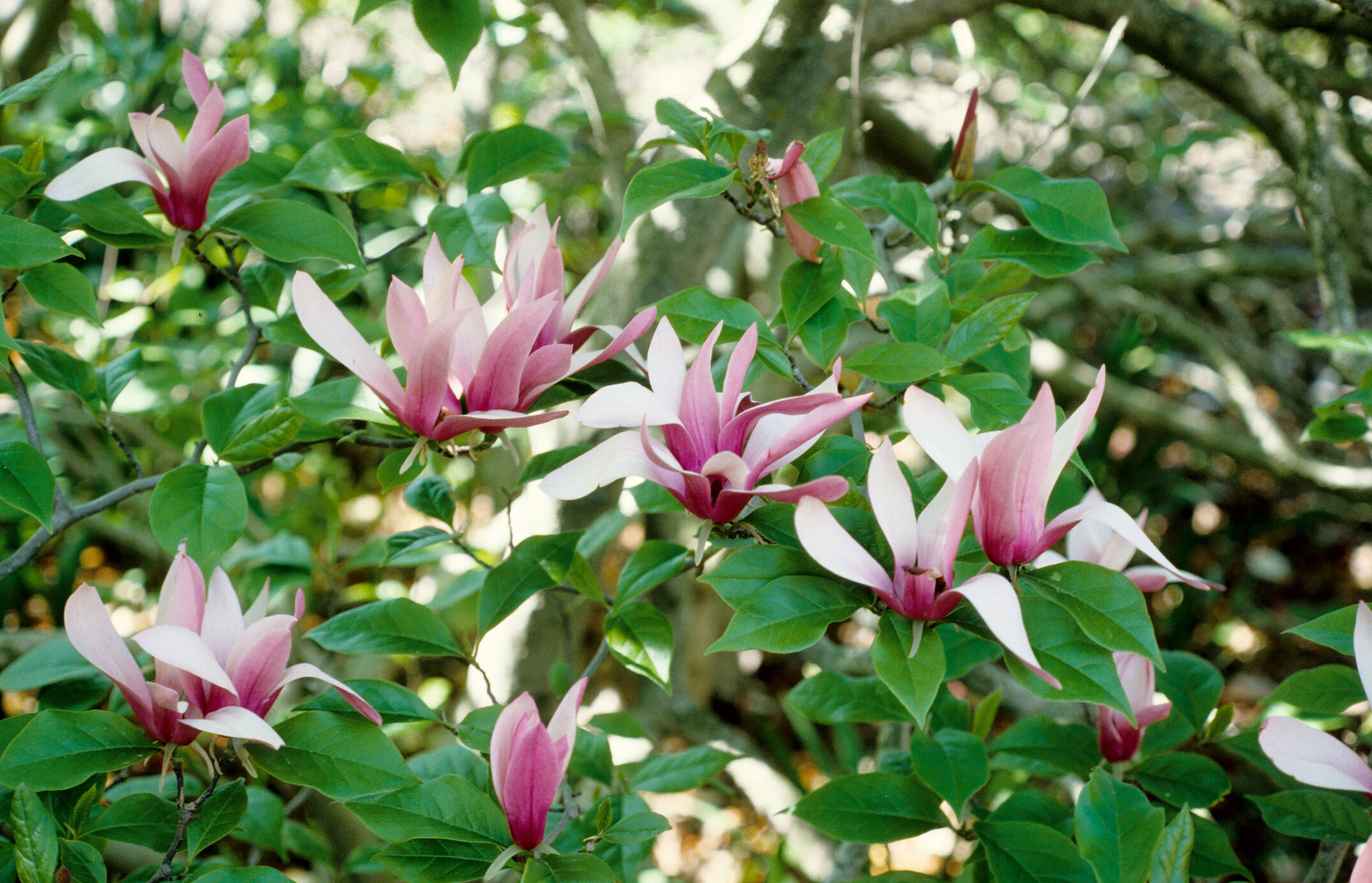Magnolia liliiflora