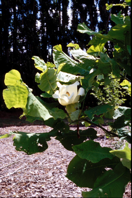 Magnolia macrophylla 2