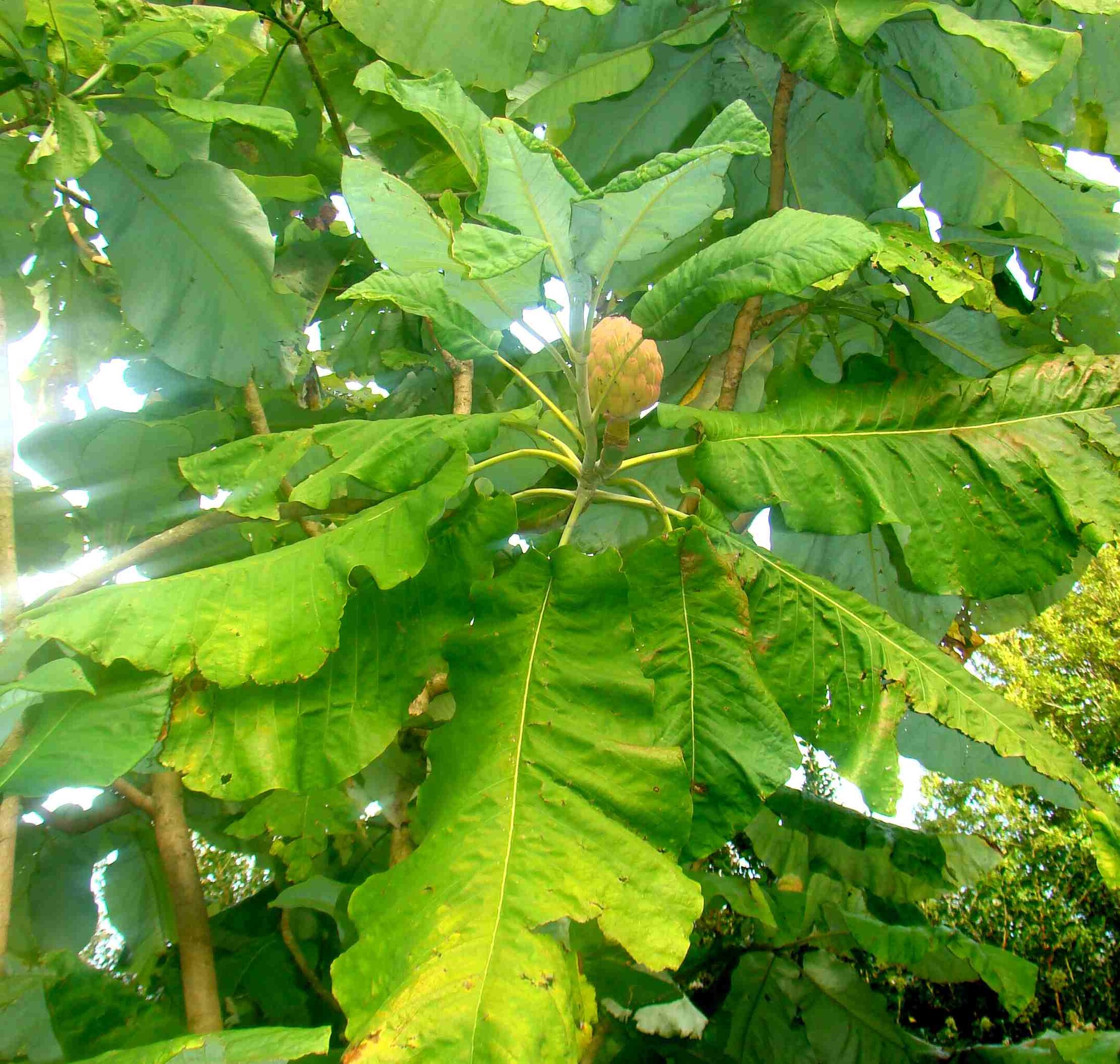 Magnolia macrophylla 6
