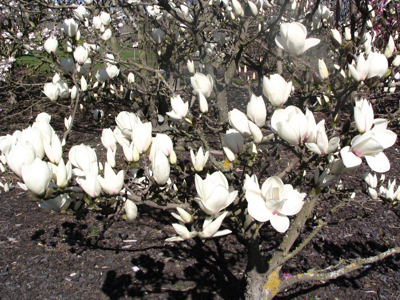 Magnolia Manchu Fan 2