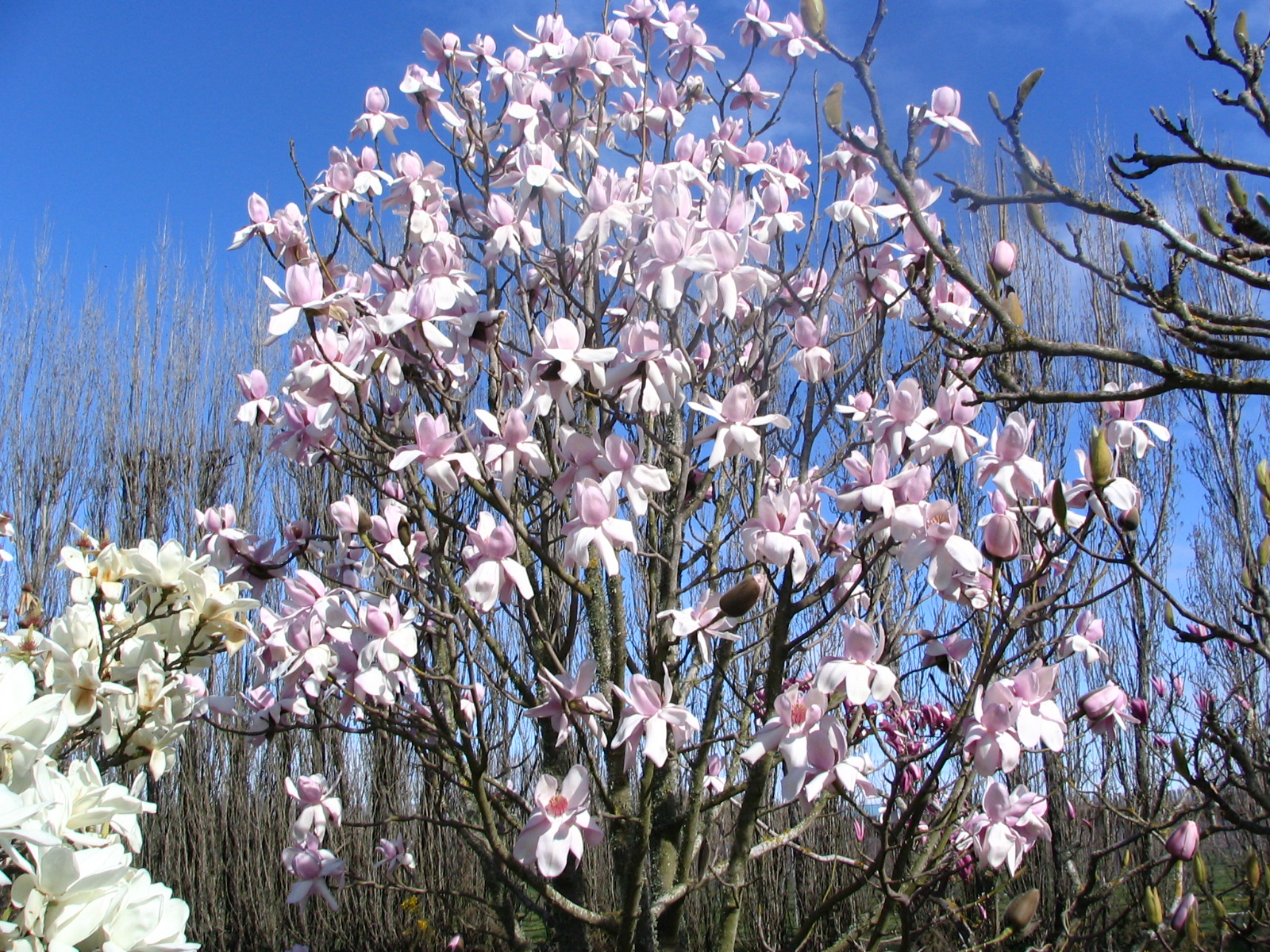 Magnolia Mark Jury 1