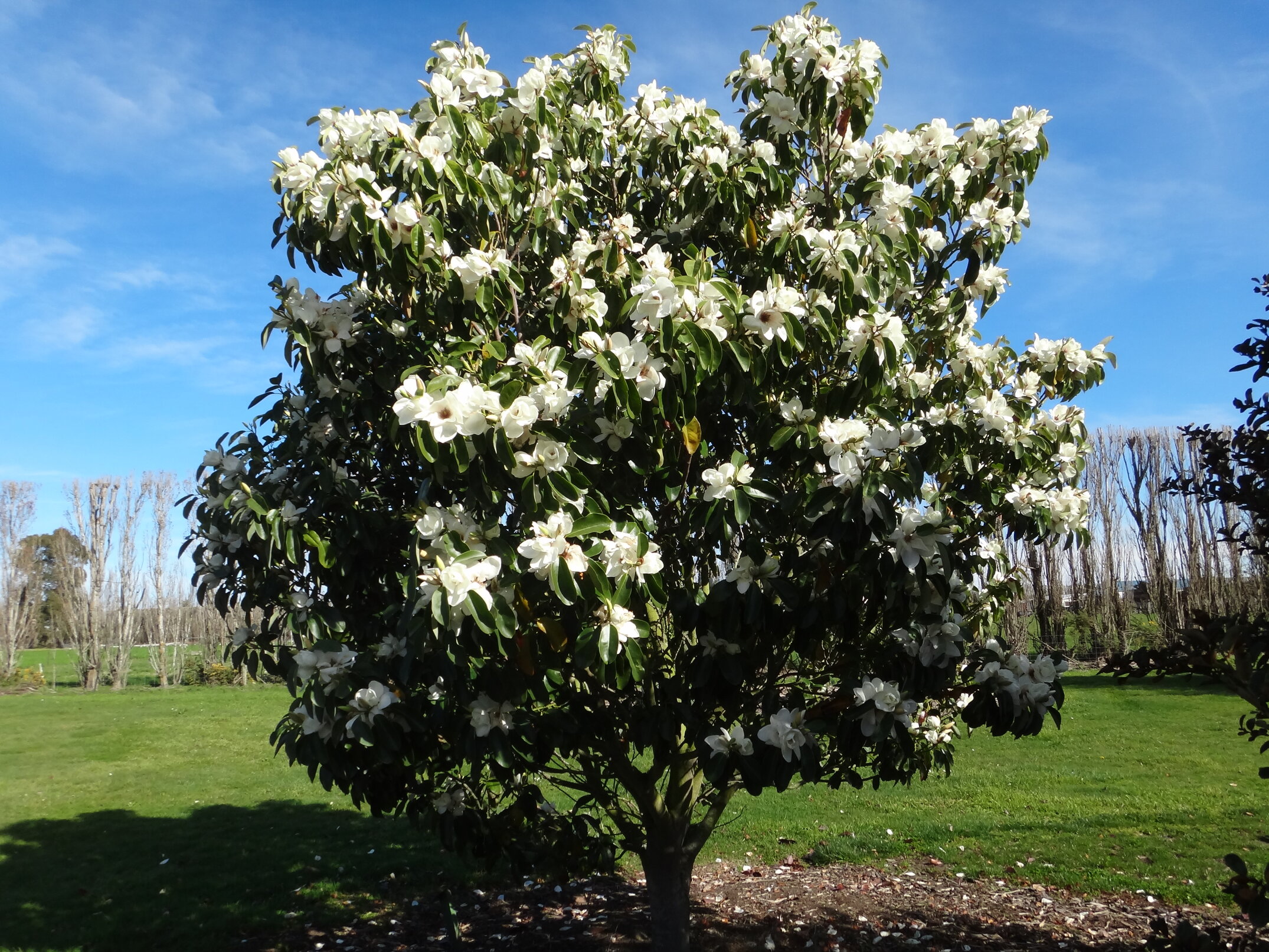 Magnolia maudiae 1
